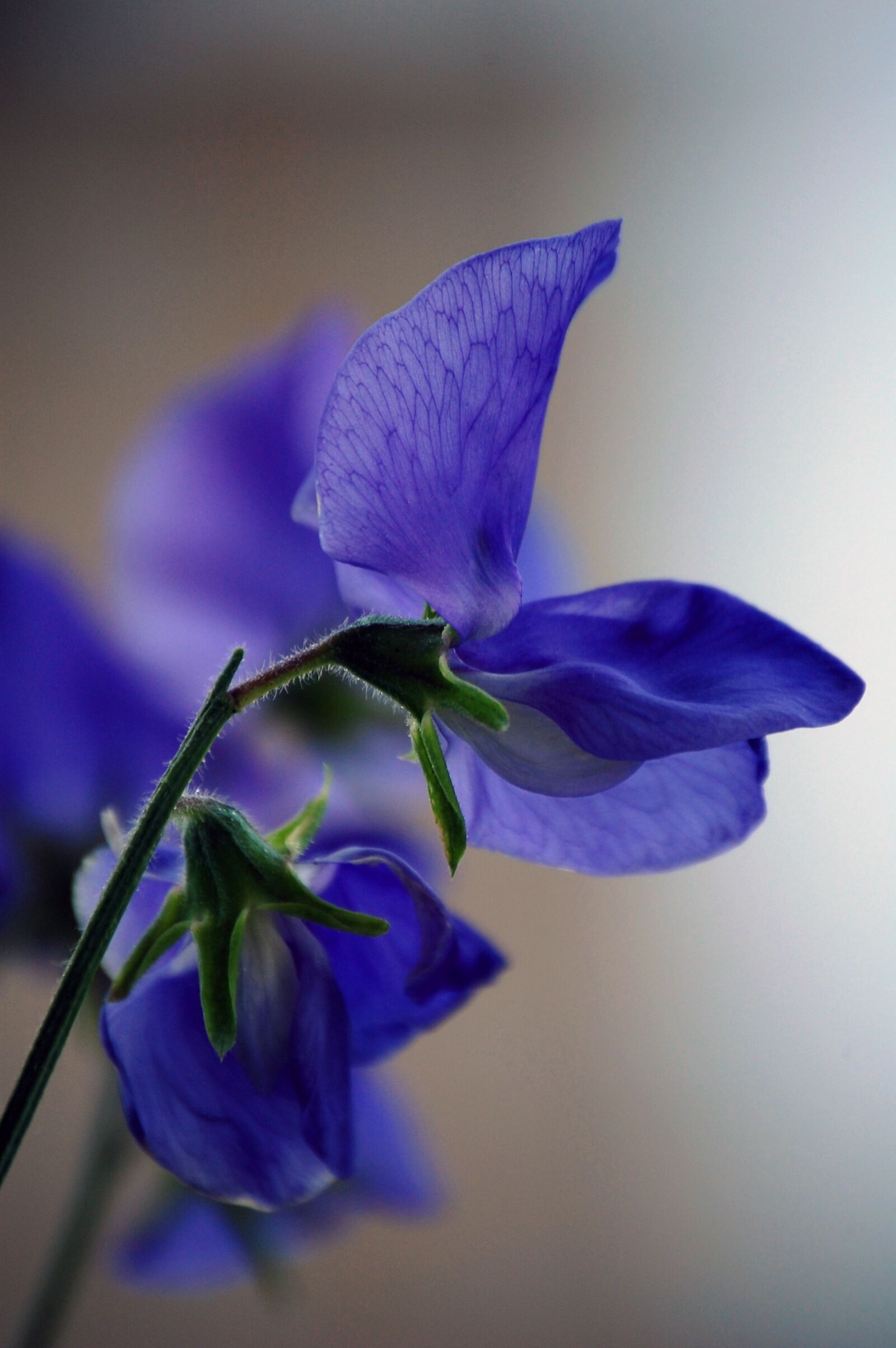 Nikon D40 sample photo. Sweet pea, flower, closeup photography