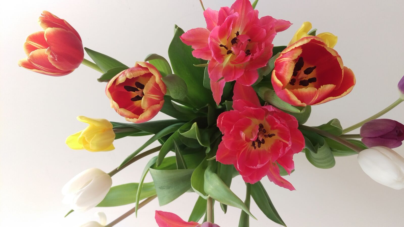 HTC ONE M9 sample photo. Tulips, flowers, bouquet photography