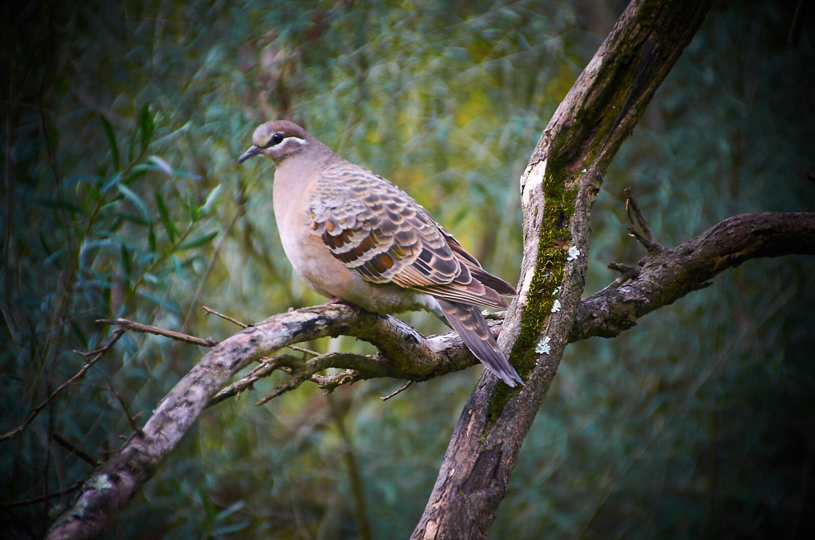 Nikon D5100 sample photo. Wood pigeon, birds, australian photography