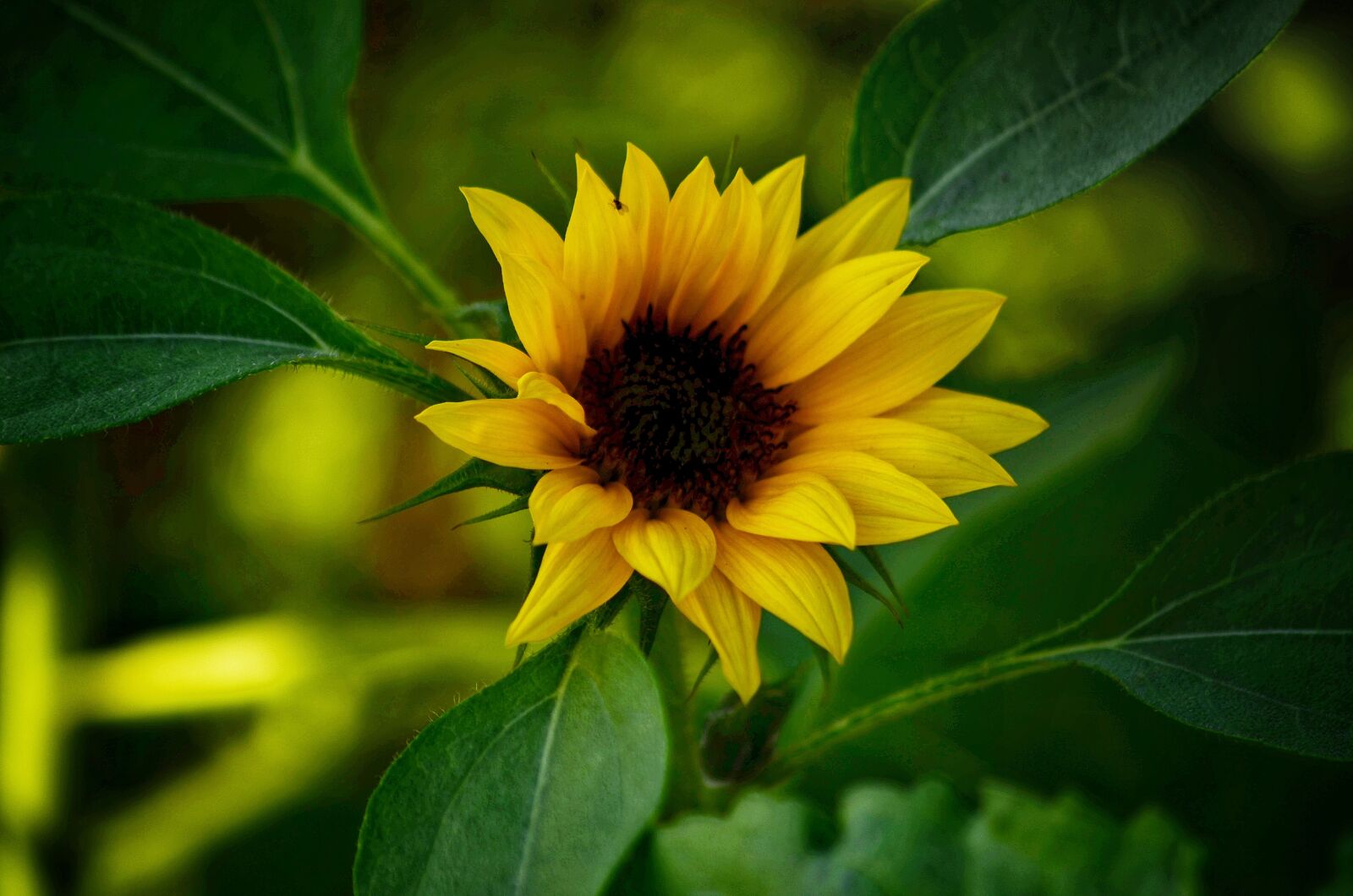 Nikon D5100 sample photo. Sunflower, flower, yellow photography