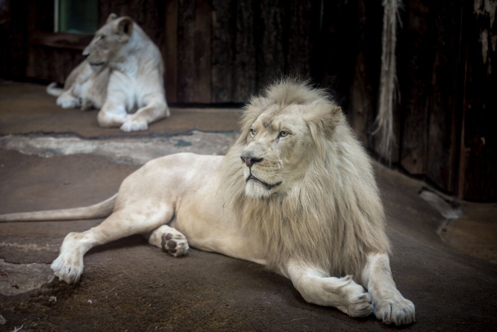 Nikon D750 sample photo. Lion, white lion, big photography