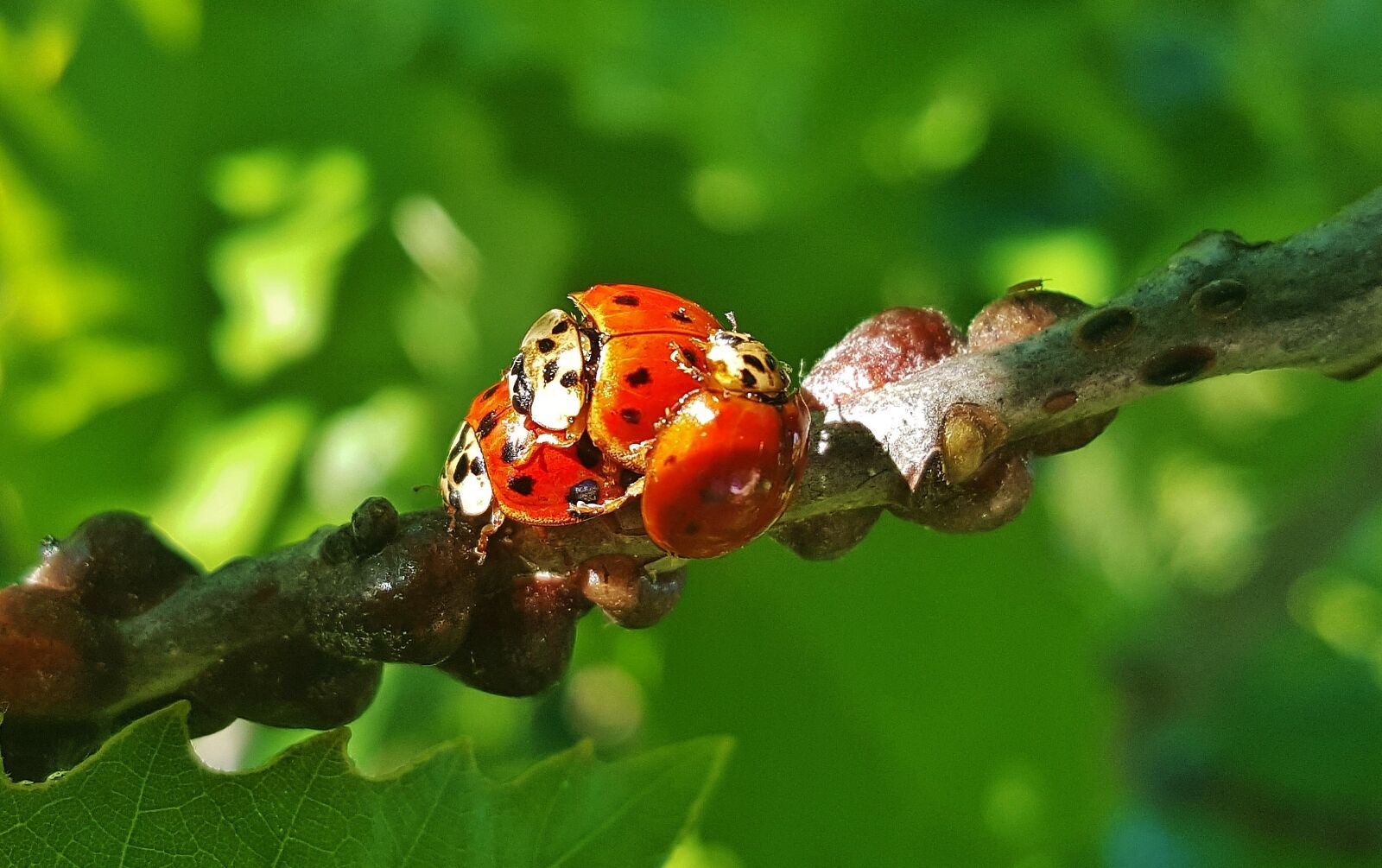 Samsung Galaxy Note5 sample photo. Ladybug, ladybird, lady beetle photography