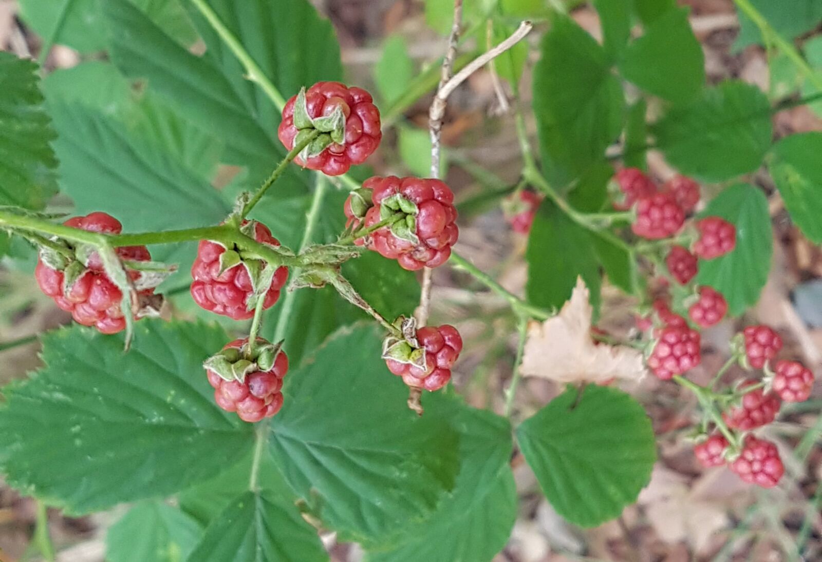 Samsung Galaxy S7 Edge sample photo. Blackberries, forest, leaves photography