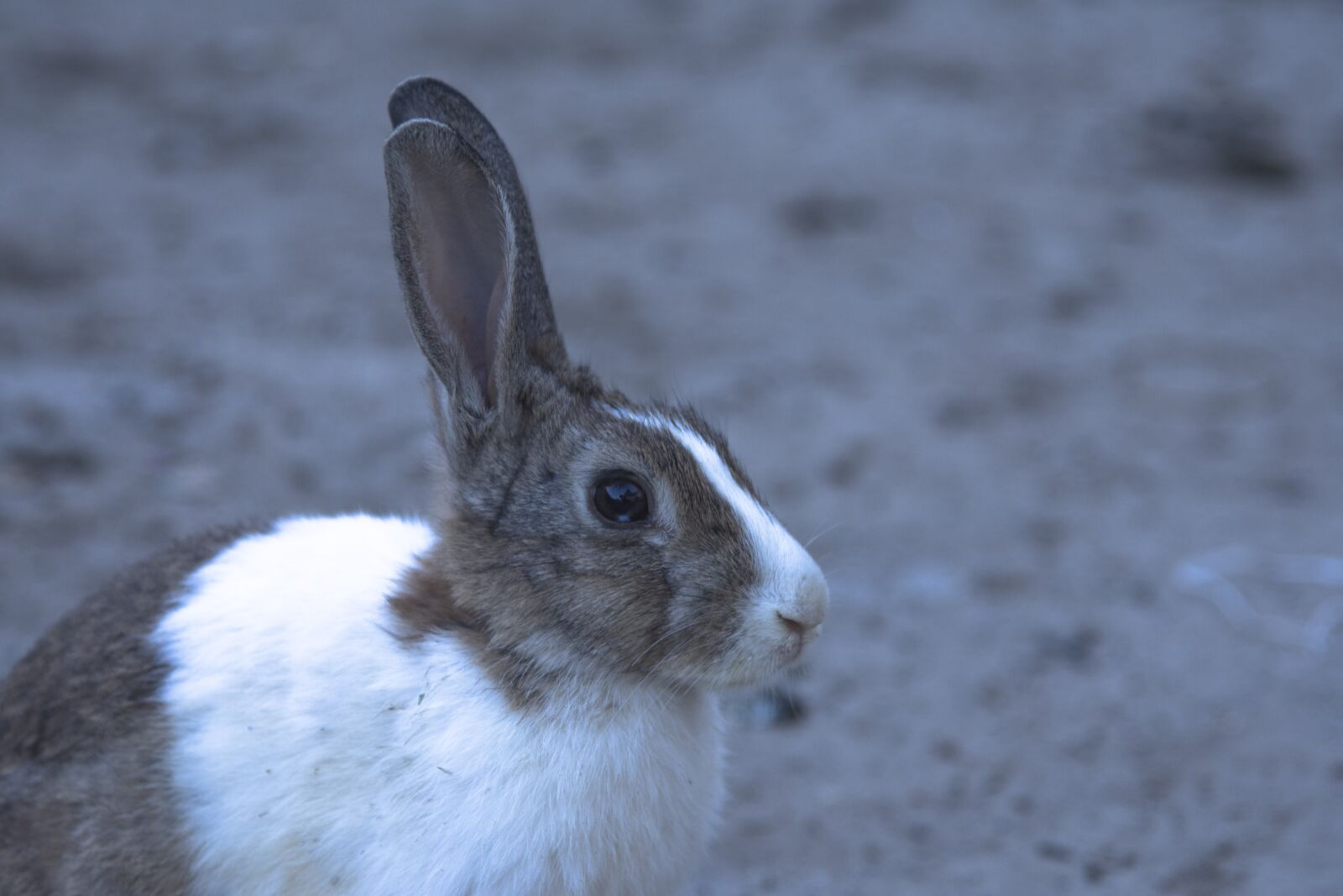Nikon D7200 sample photo. Lapin, rabbit, hare photography