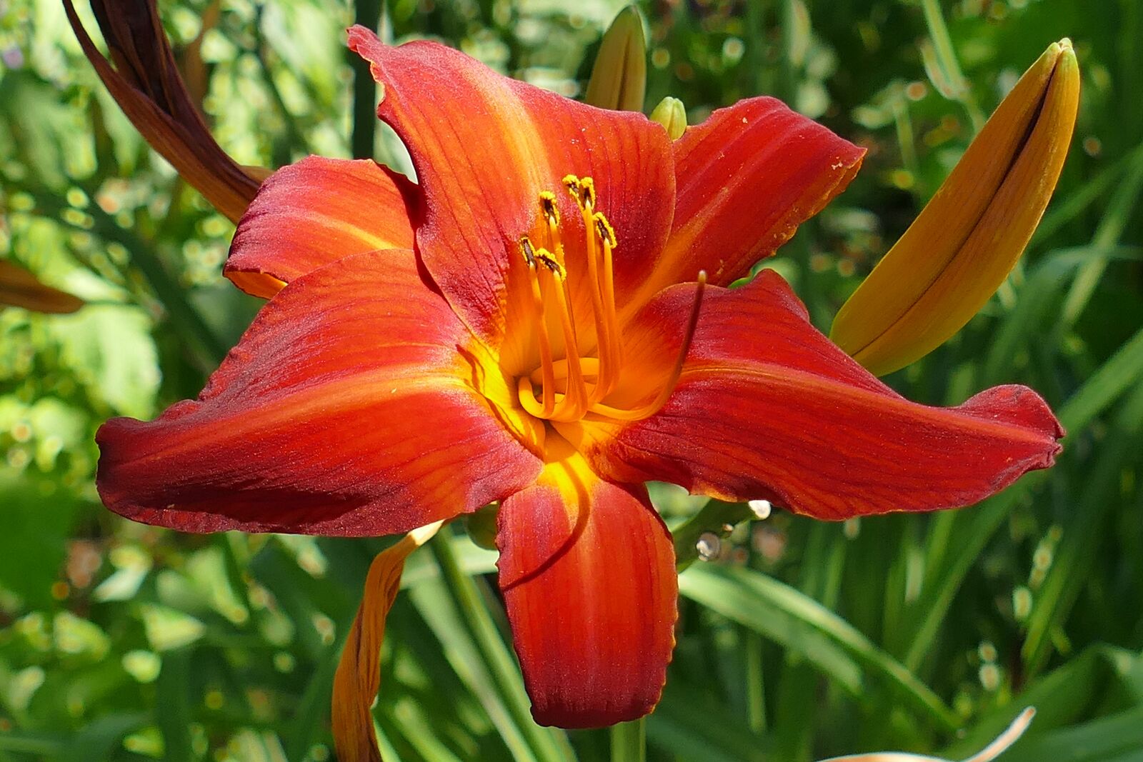Panasonic Lumix DMC-FZ1000 sample photo. Lily, flower garden, blossom photography