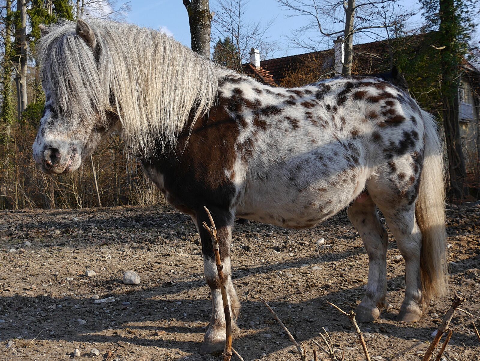 Panasonic Lumix DMC-G6 sample photo. Horses, paddock, animal photography