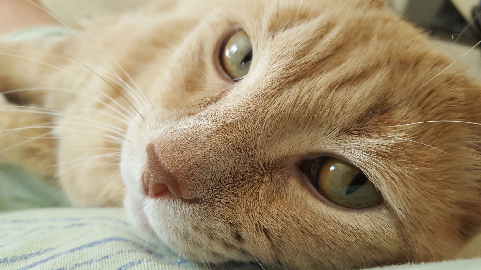 Samsung Galaxy S6 sample photo. Cat, feline, close up photography
