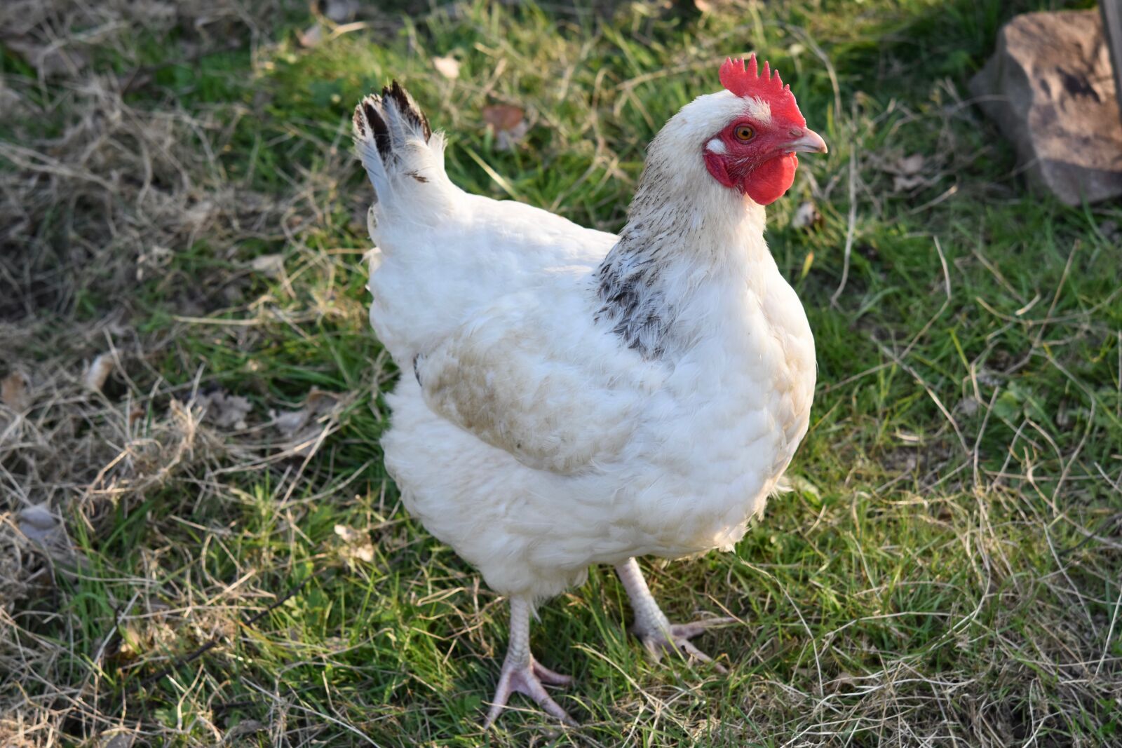 Nikon D5600 sample photo. Hen, white hen, laying photography