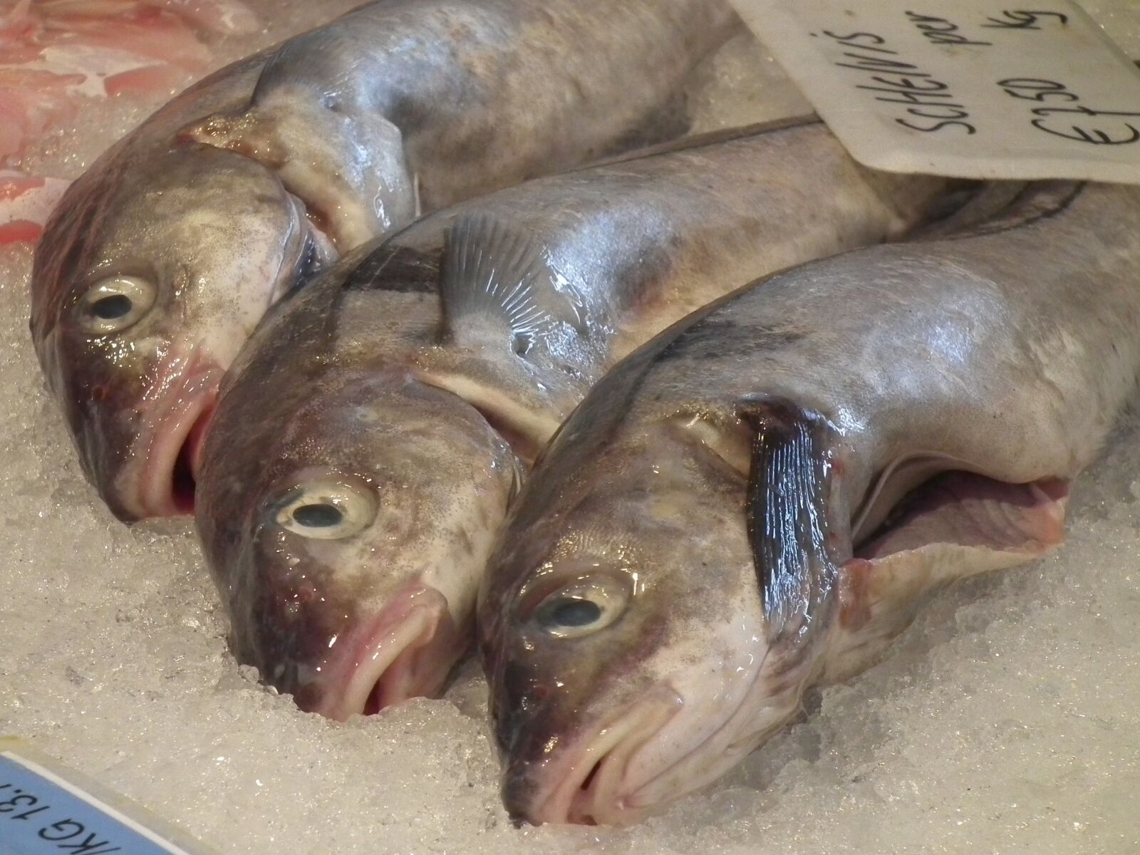 FujiFilm FinePix HS10 (FinePix HS11) sample photo. Fish, dead, fishing photography
