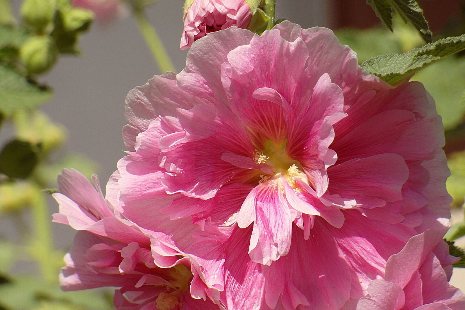 Samsung WB750 sample photo. Mallow full, malva, flower photography