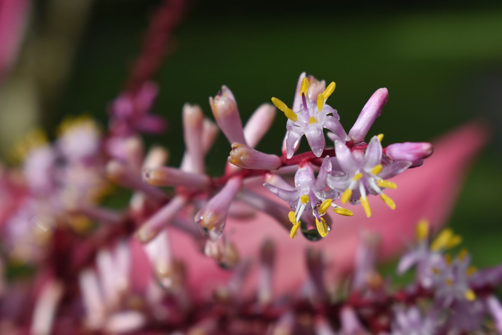 Nikon D3400 sample photo. Pink, drop, nature photography