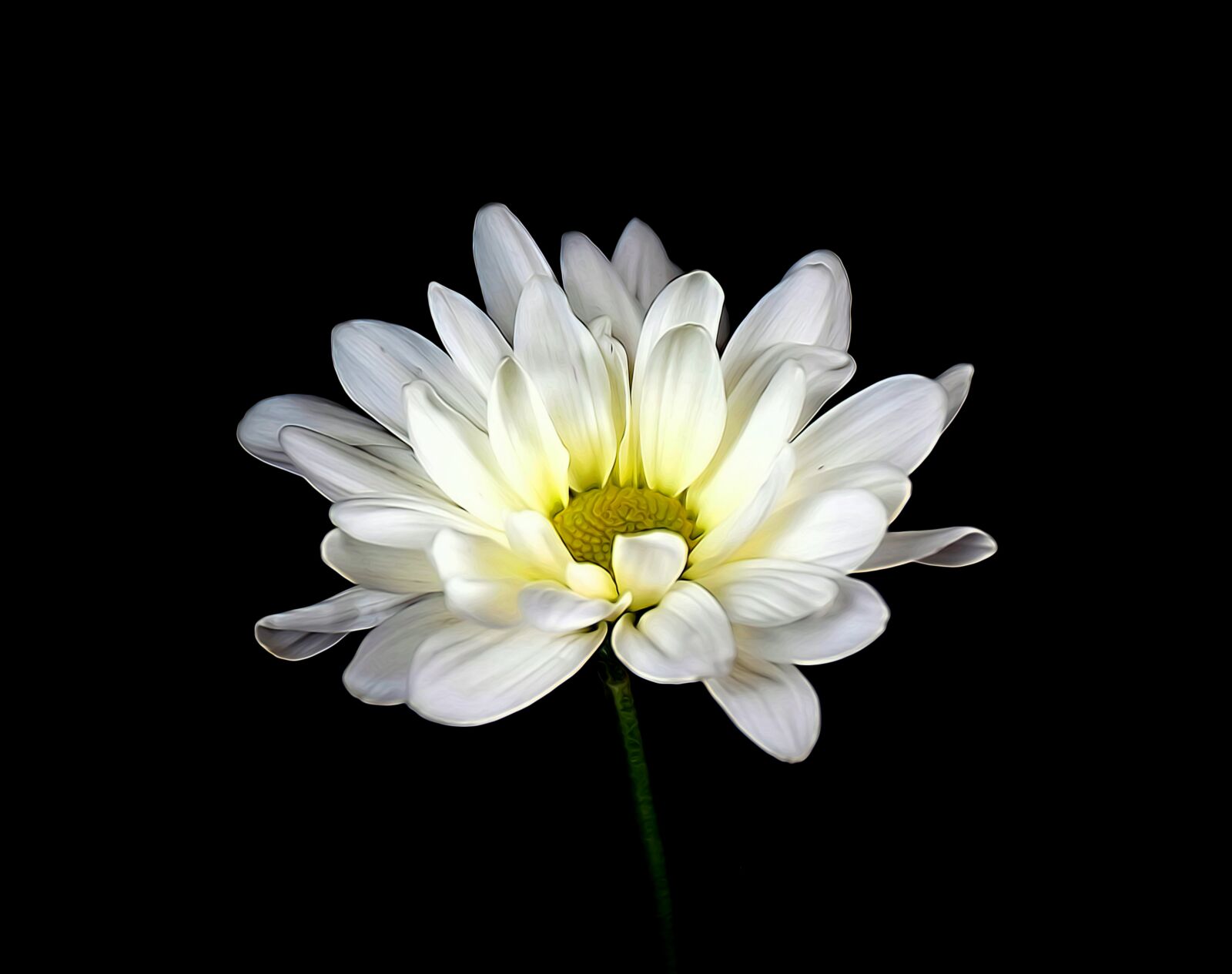 Nikon D5500 sample photo. Daisy, flower, spring photography
