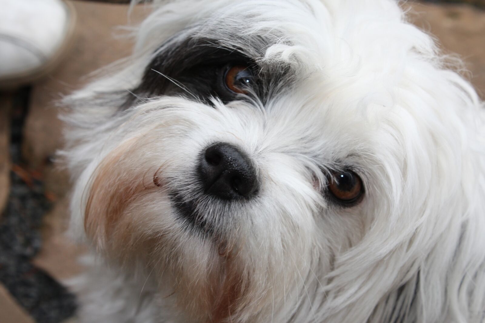 Canon EOS 450D (EOS Rebel XSi / EOS Kiss X2) sample photo. Maltese, shih cricket, black photography