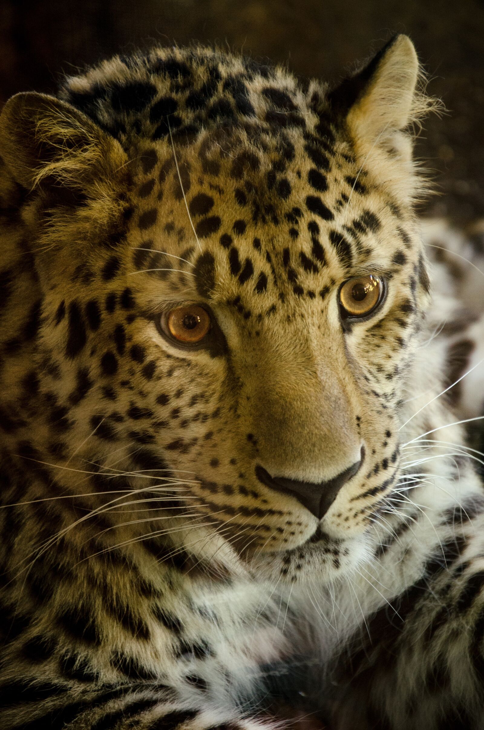 Nikon D5100 sample photo. Cat, animal world, carnivores photography