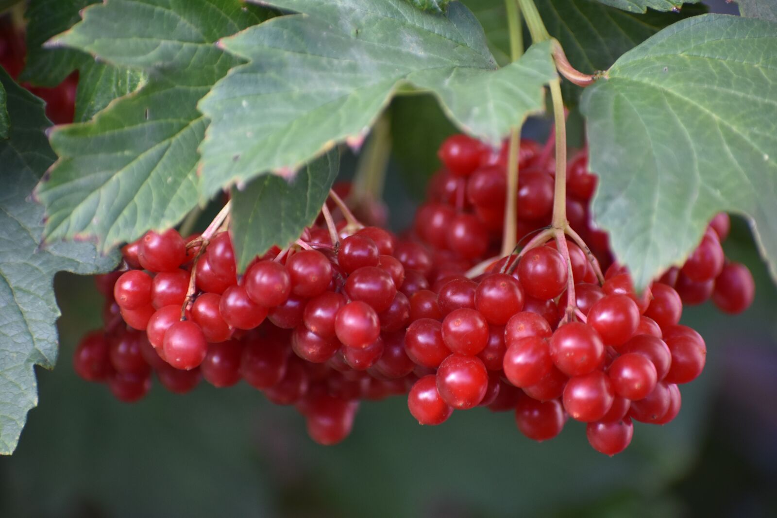 Nikon D3400 sample photo. Rowan, berry, red photography