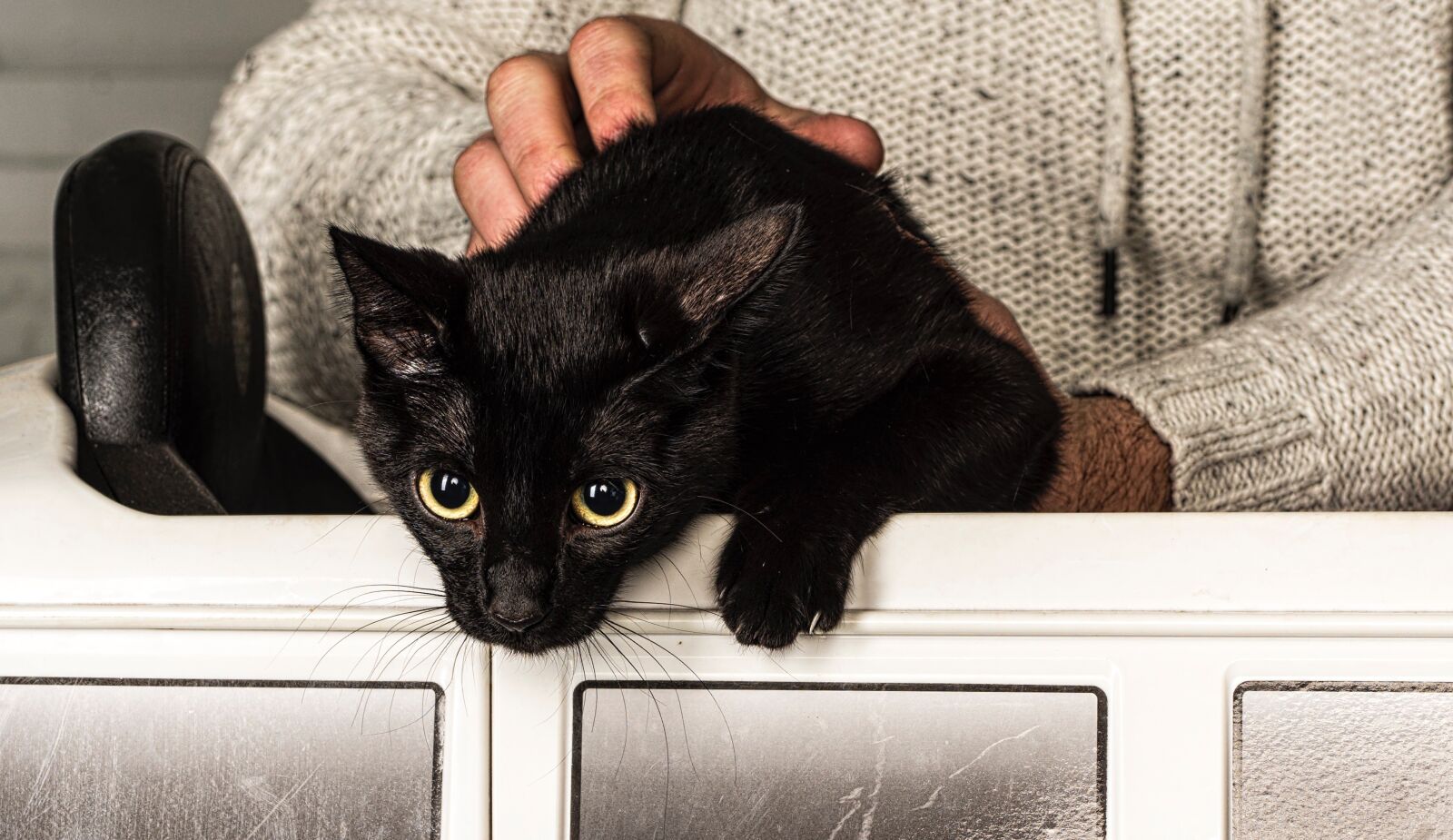 Nikon D810 sample photo. Cat, animalia, domestic photography