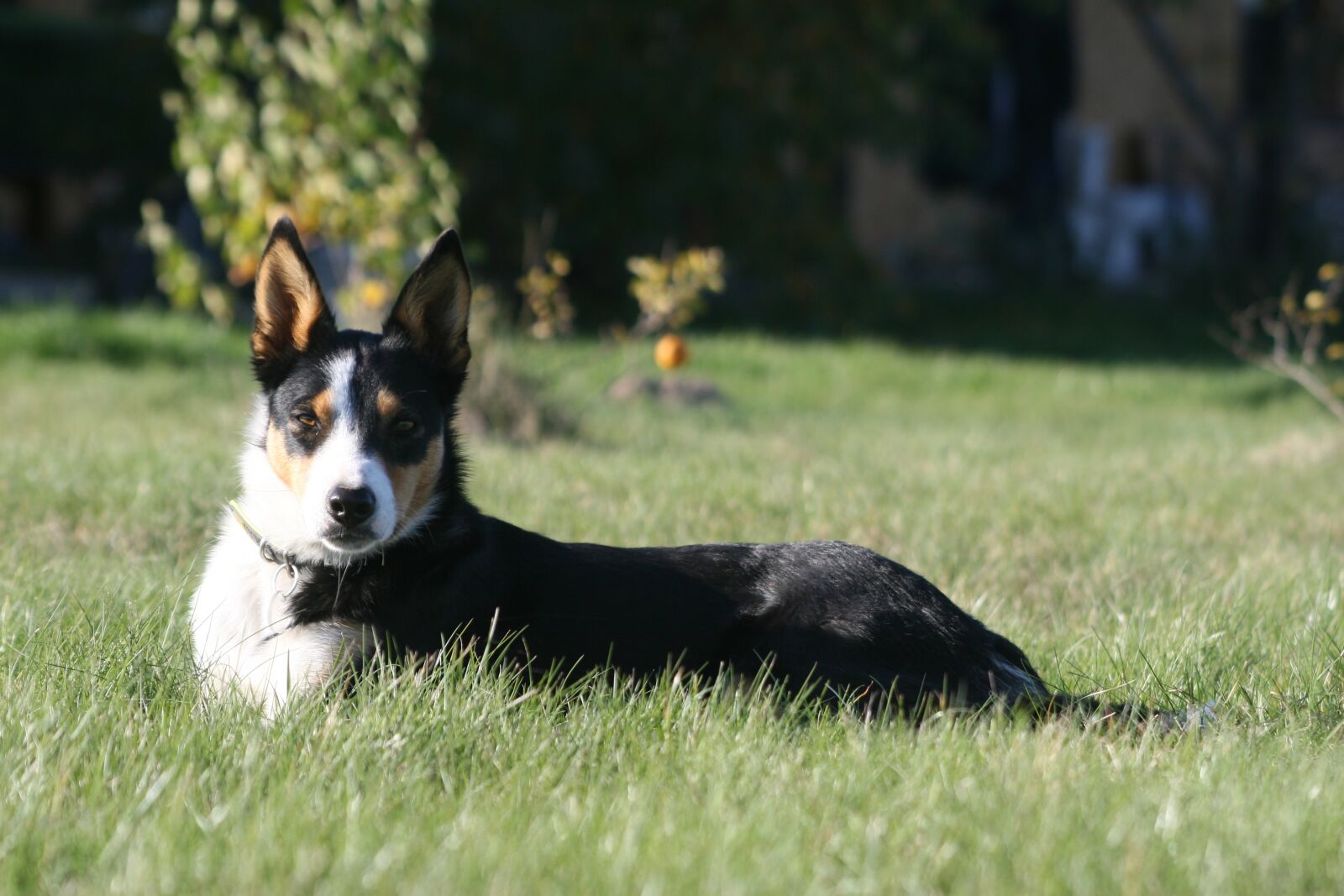 Canon EOS 30D sample photo. Dog, pet, canine photography