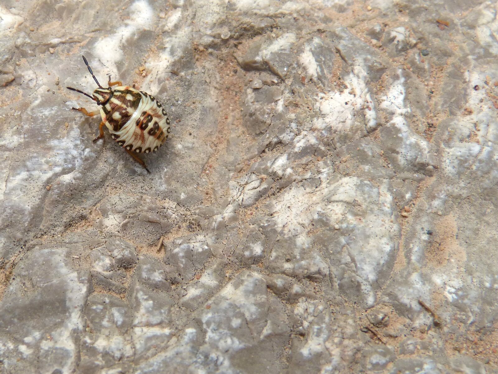 Panasonic DMC-FZ62 sample photo. Bug, rock, detail photography