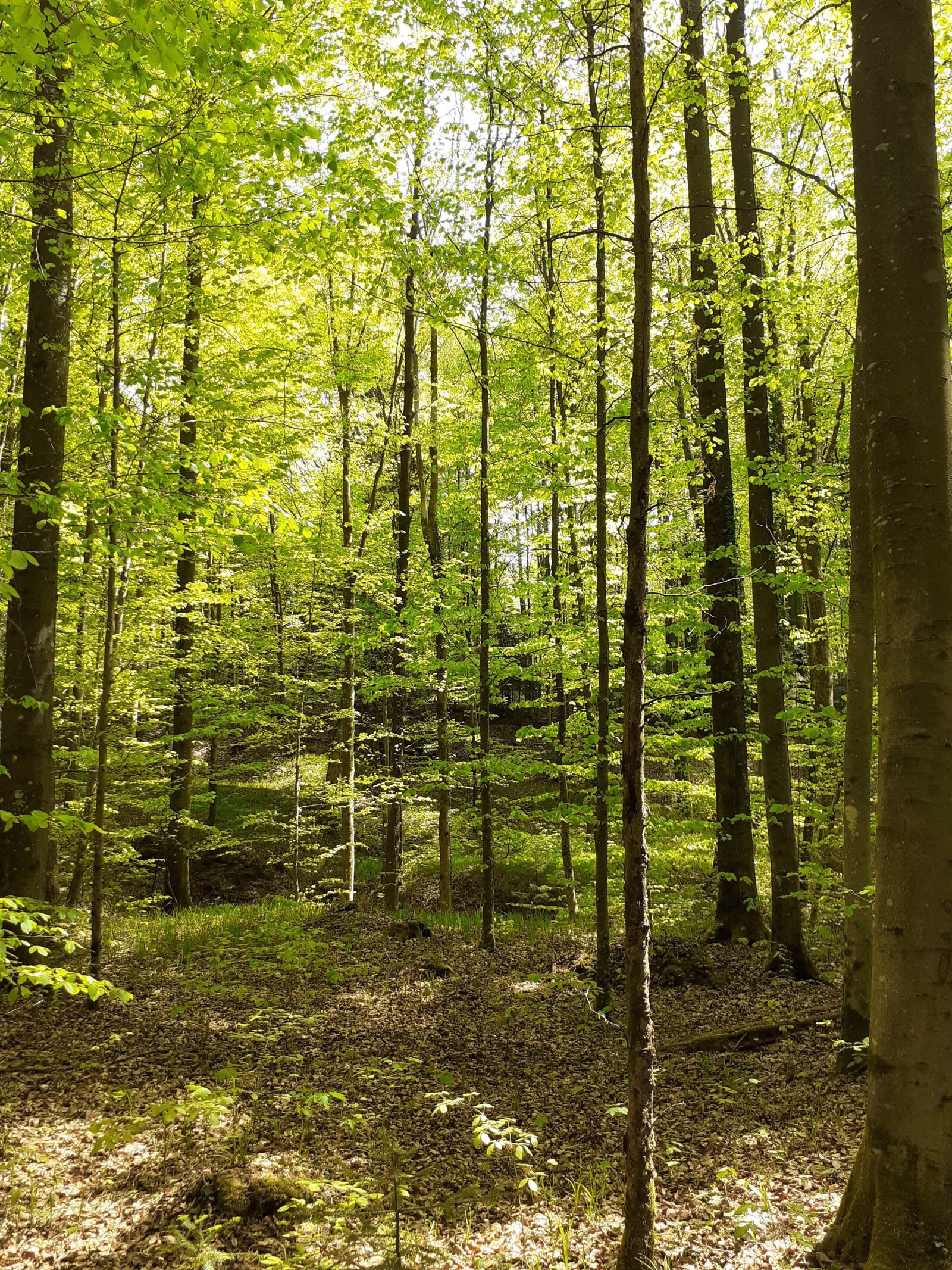 Samsung SM-A202F sample photo. Ravensburg, forest, tree photography