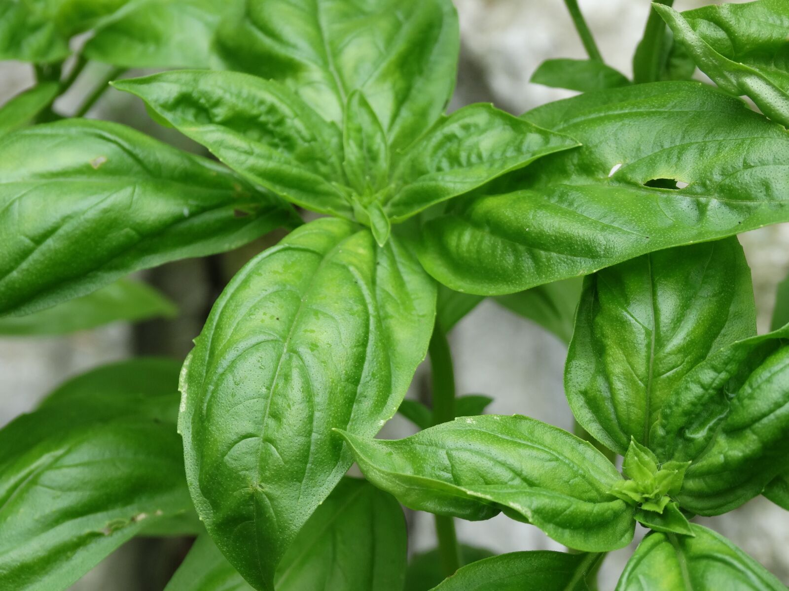 Sony Cyber-shot DSC-HX300 sample photo. Basil, herb, ingredient photography
