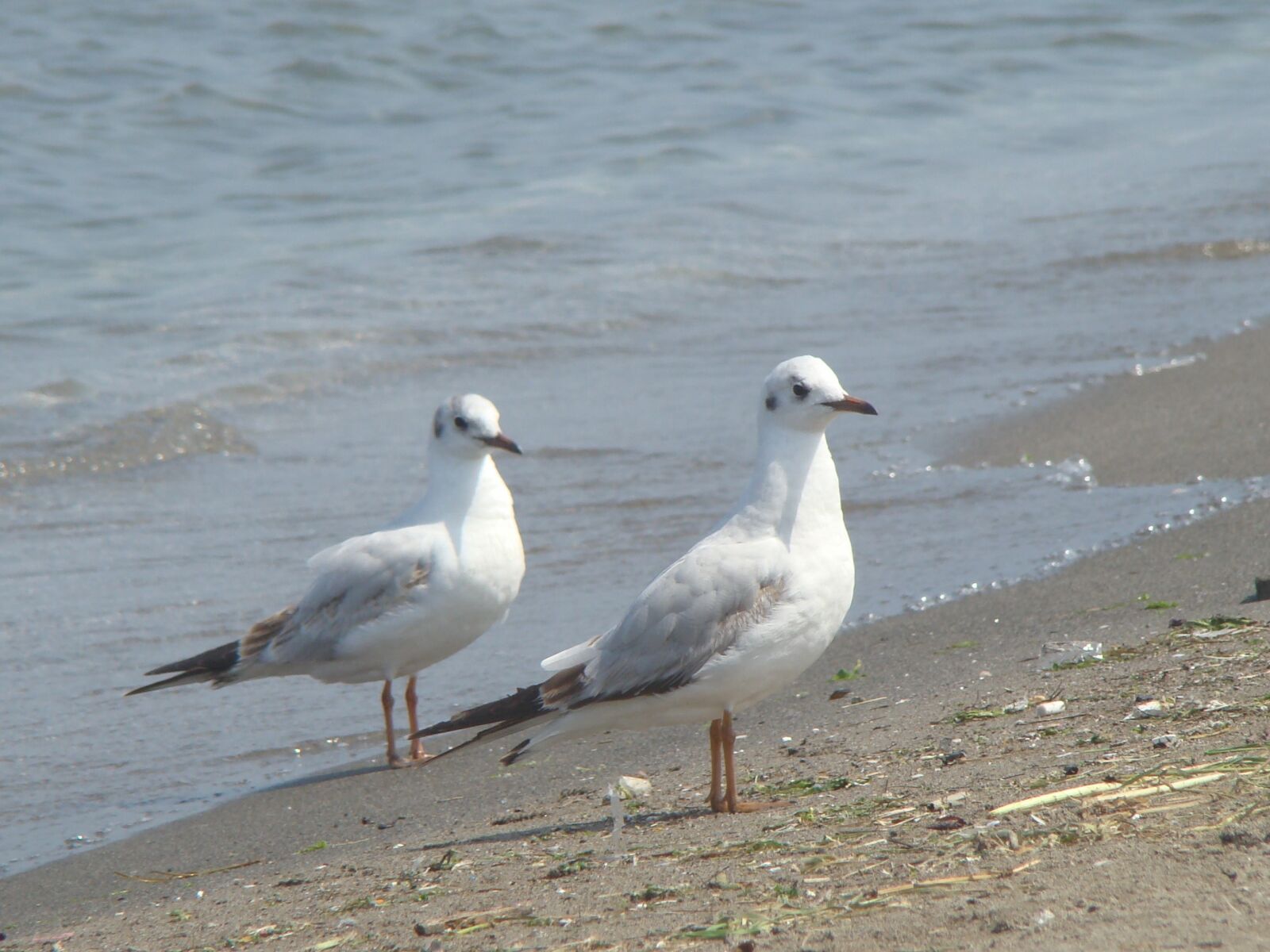 Sony DSC-H9 sample photo. Birds, seagull, body of photography