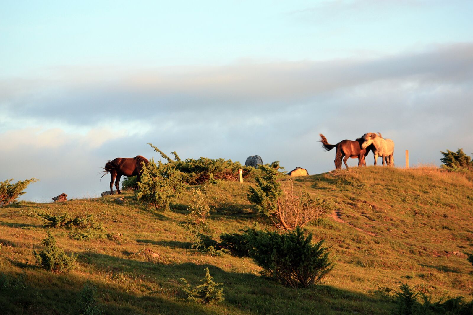 Canon EOS 450D (EOS Rebel XSi / EOS Kiss X2) sample photo. Horses, summer evening, nature photography