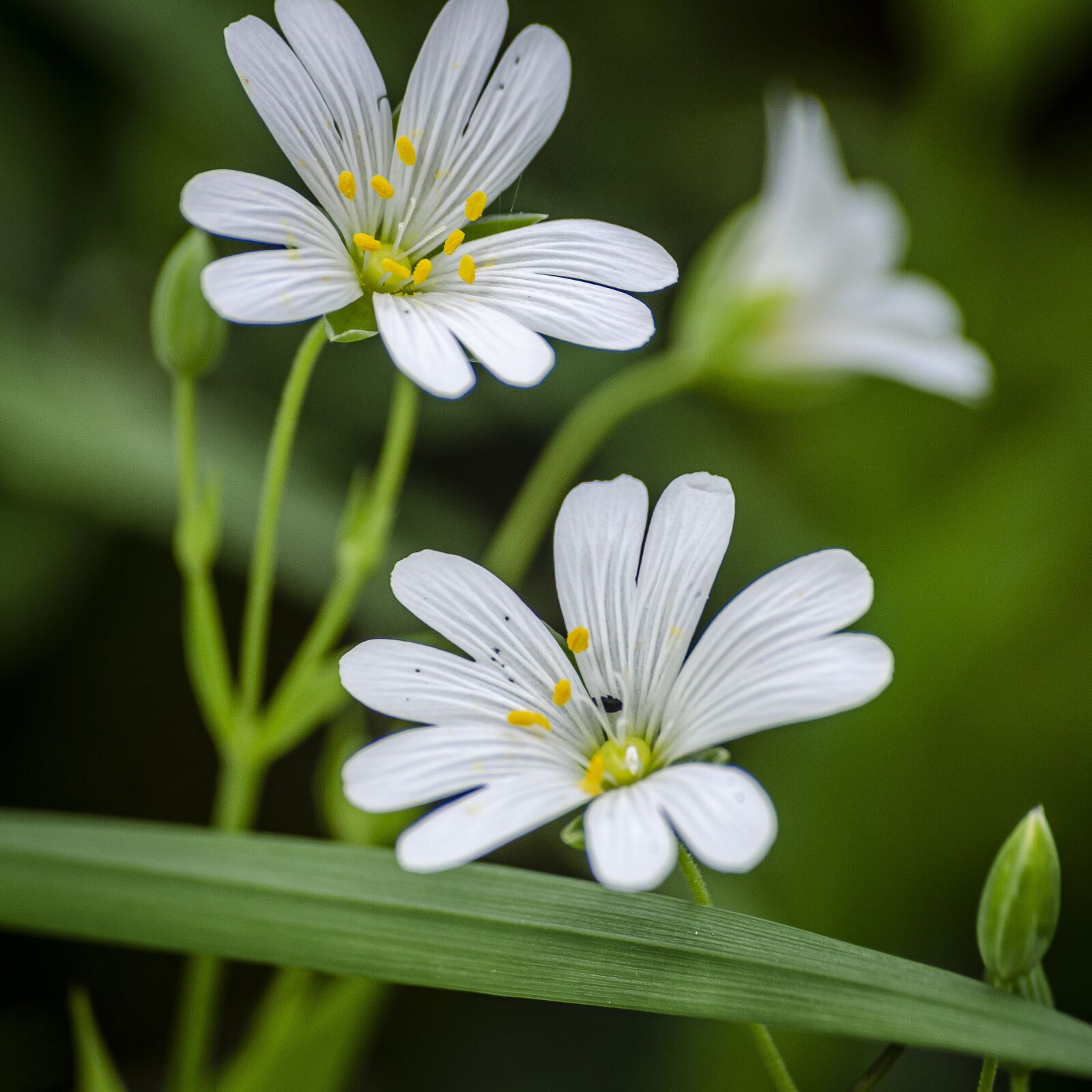 Nikon D7000 sample photo. Flower, white, macro photography