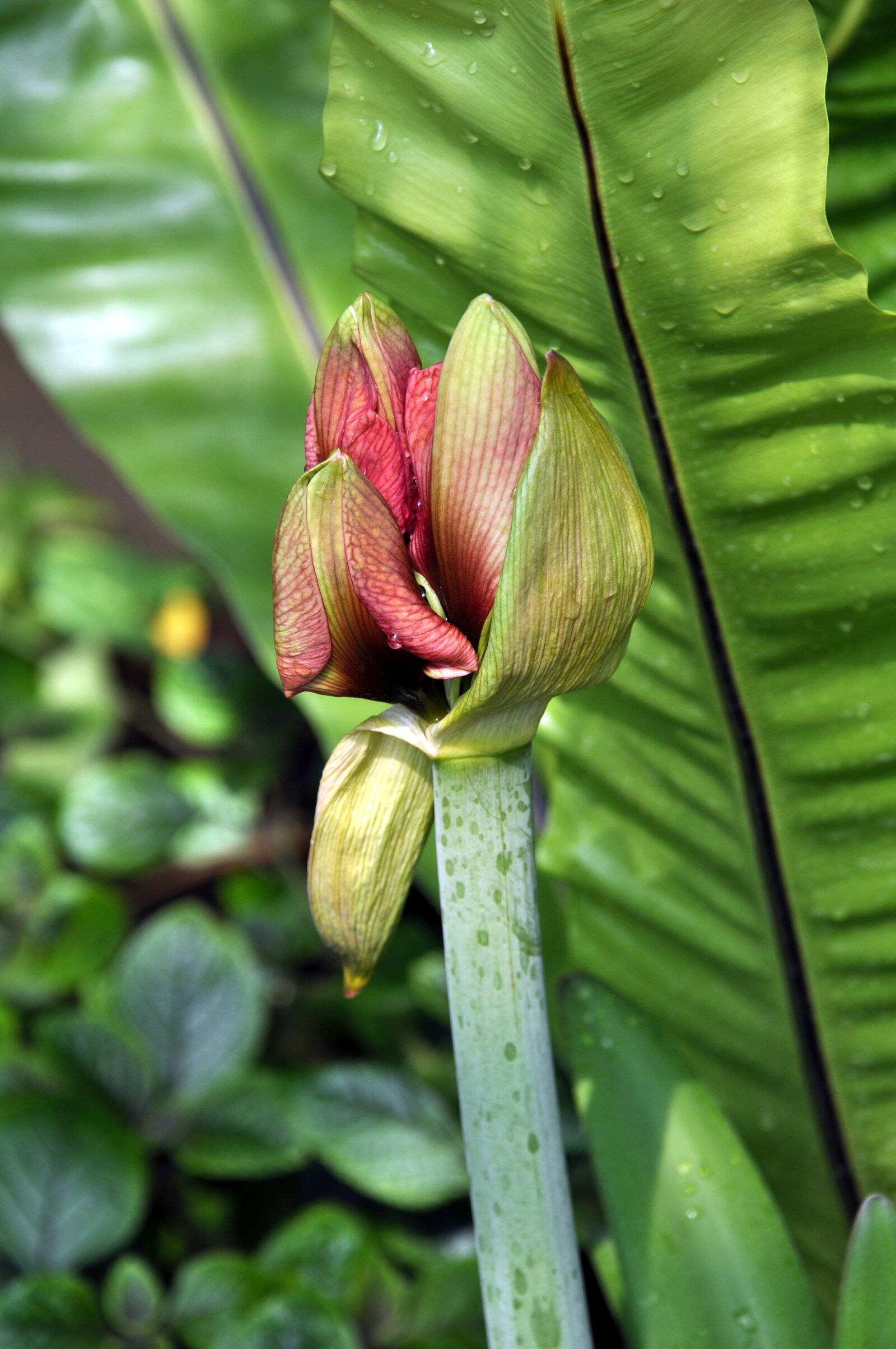 Nikon D5000 sample photo. Bud, flower, plant photography