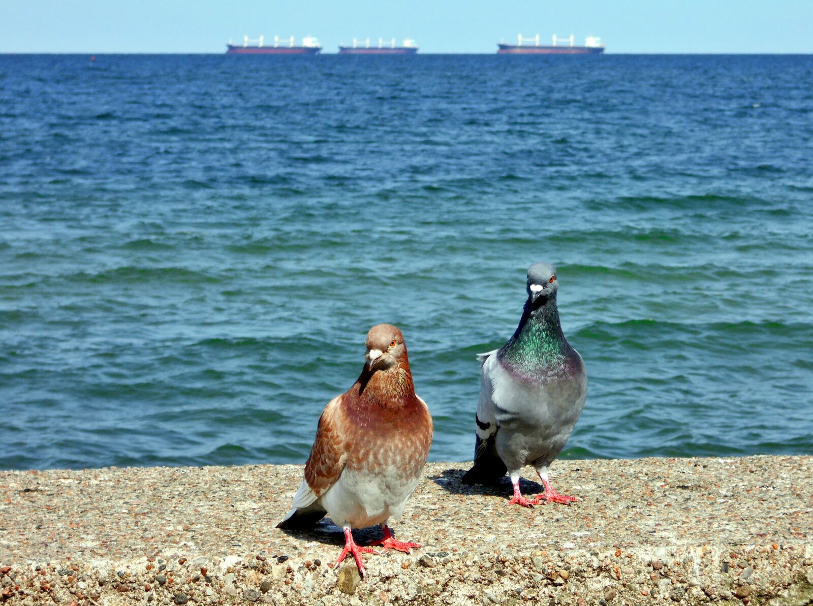 Nikon Coolpix S2900 sample photo. Pigeons, sea, the baltic photography