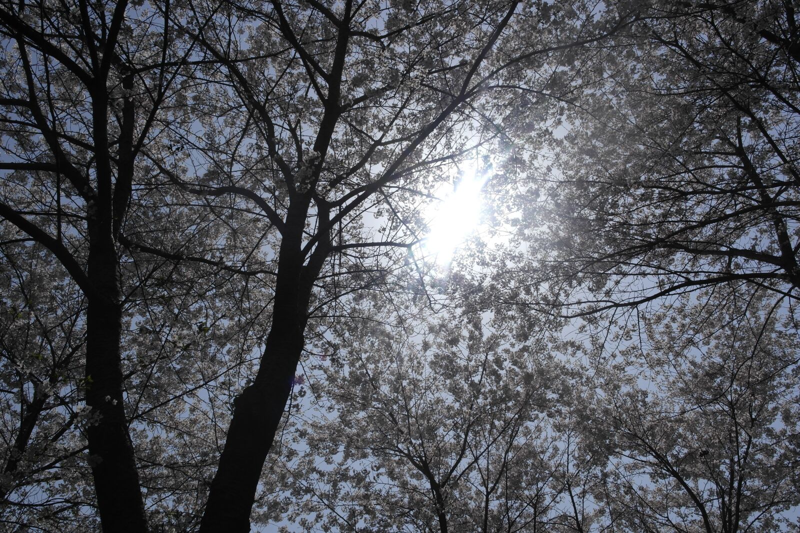 Samsung NX1000 sample photo. Forest, solar, the leaves photography