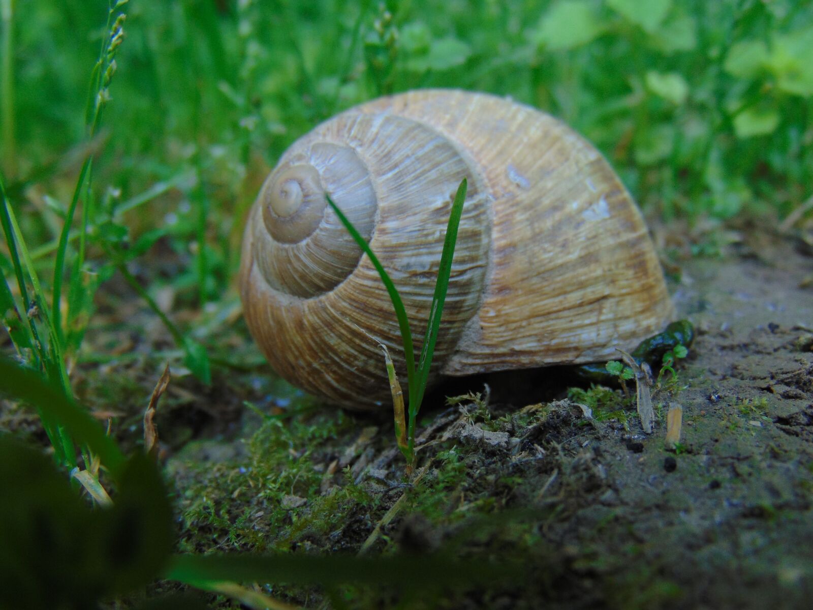 Sony Cyber-shot DSC-H300 sample photo. Nature, animal, snail photography