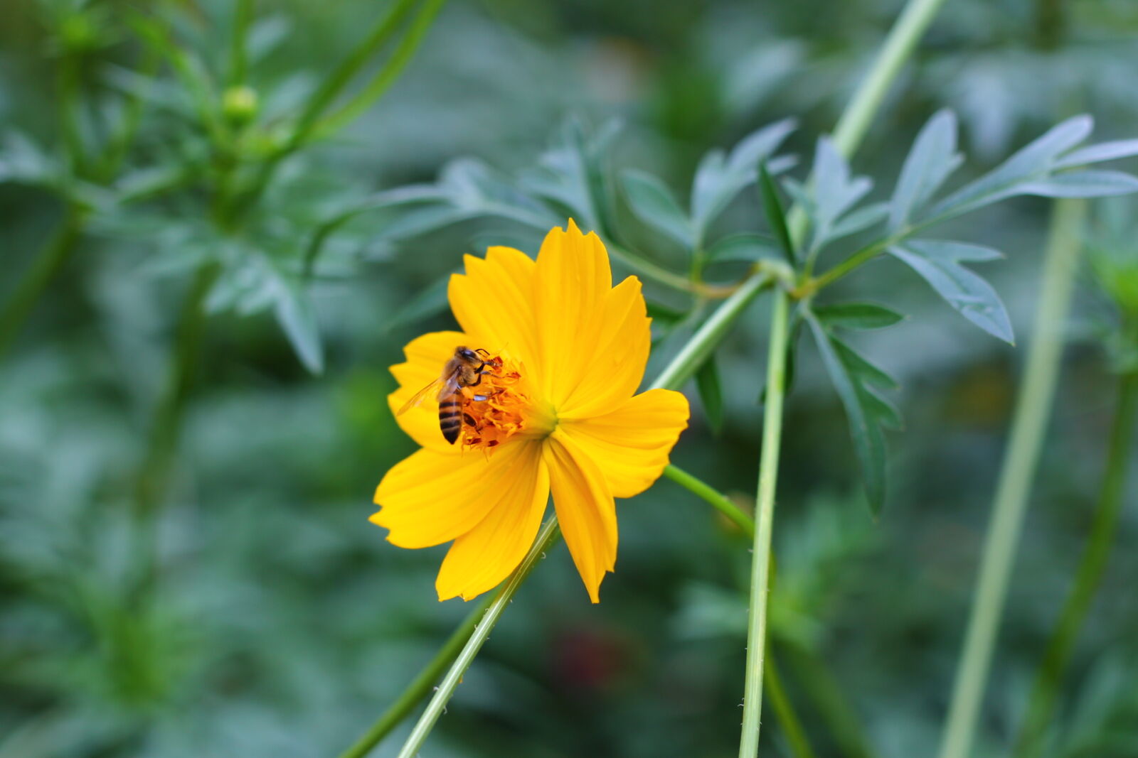 Canon EOS 1100D (EOS Rebel T3 / EOS Kiss X50) sample photo. Bee, pollen photography