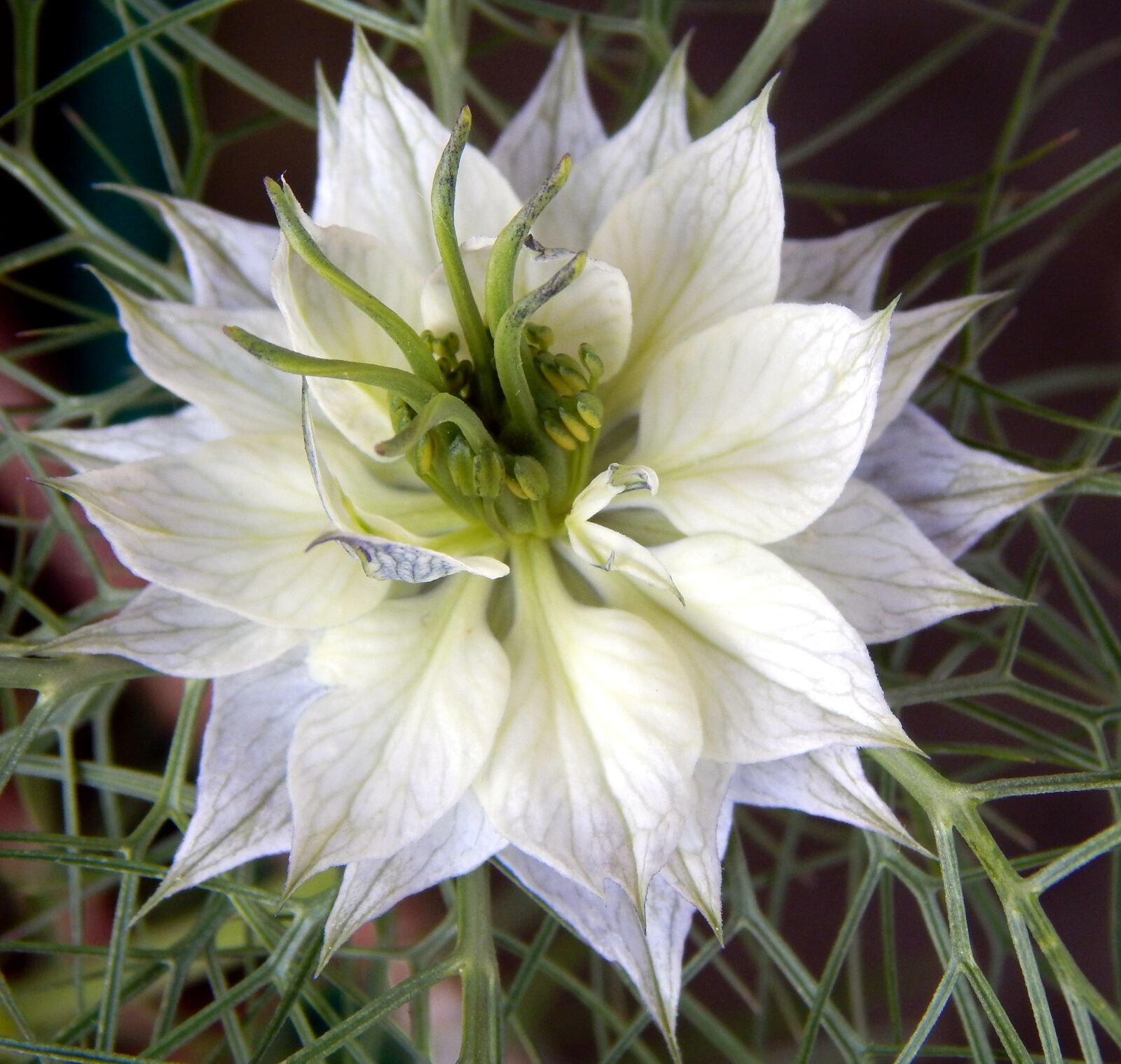 Nikon Coolpix L820 sample photo. Love in a mist photography