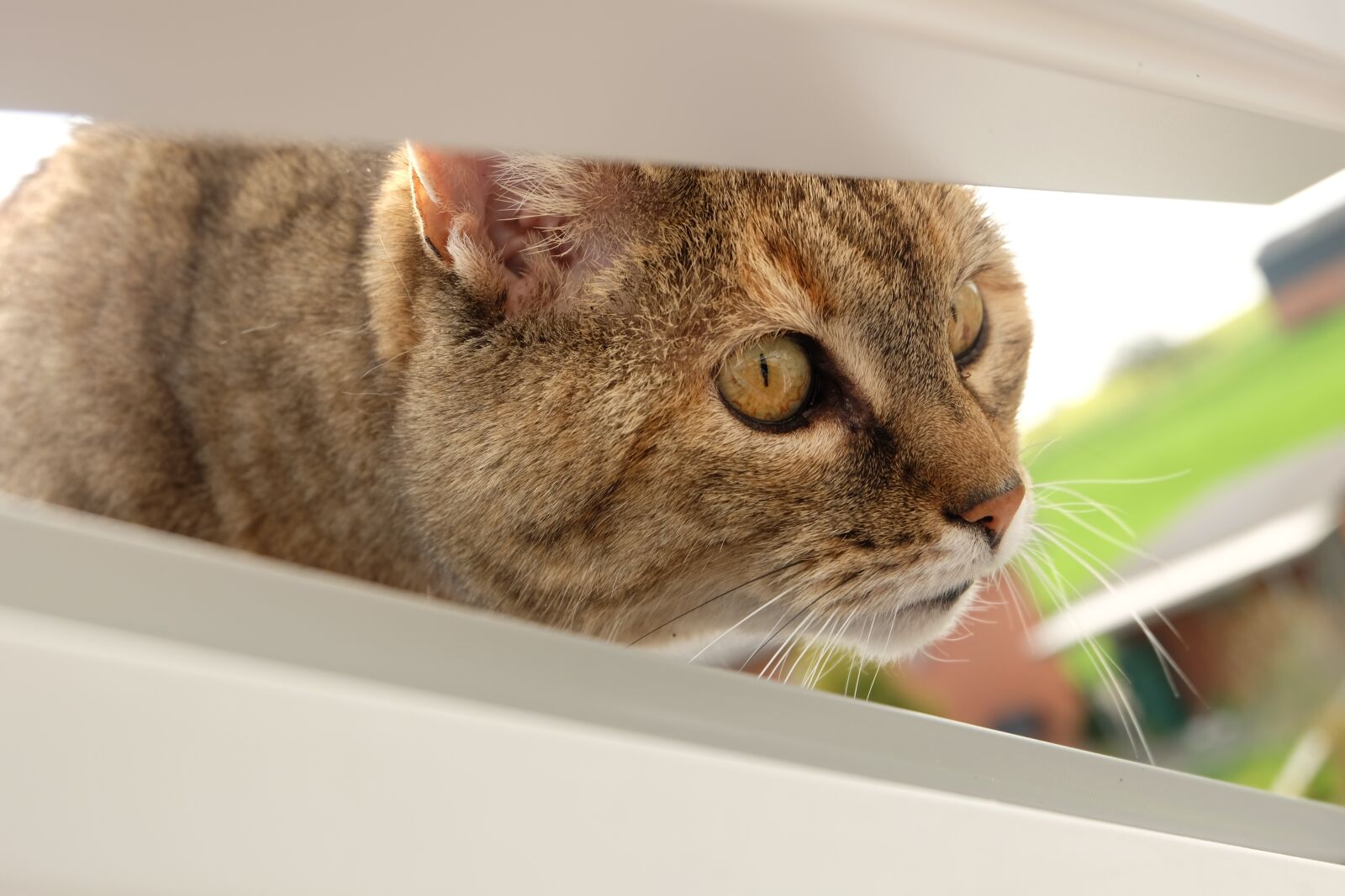 Fujifilm X-M1 sample photo. Cat, curious, pet photography