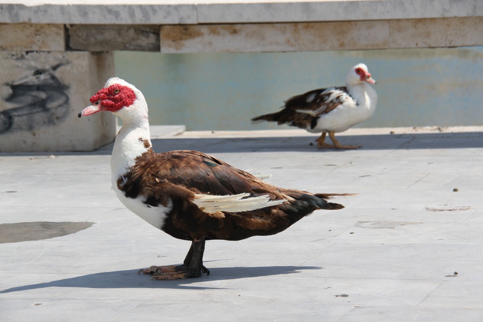 Canon EOS 7D sample photo. Duck barbarism, crete, greece photography