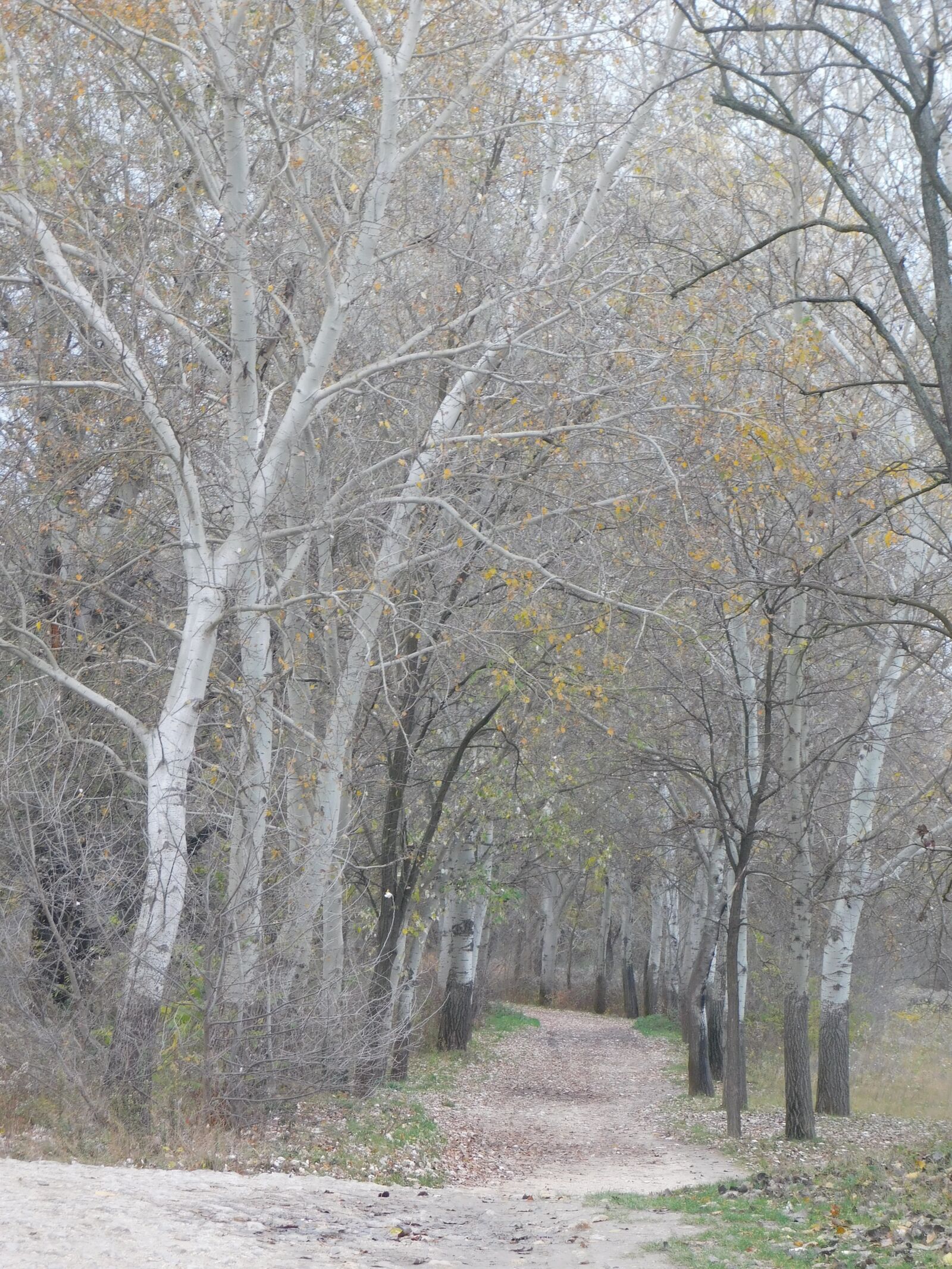 Nikon Coolpix B500 sample photo. Grove, trees, nature photography