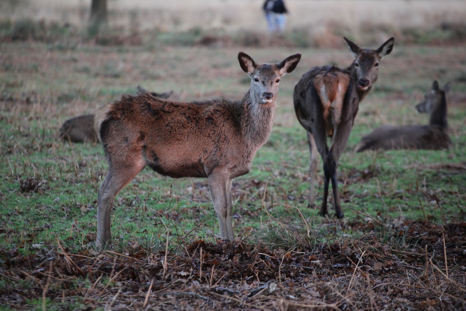Canon EOS 5D Mark II sample photo. Mammal, wildlife, deer photography