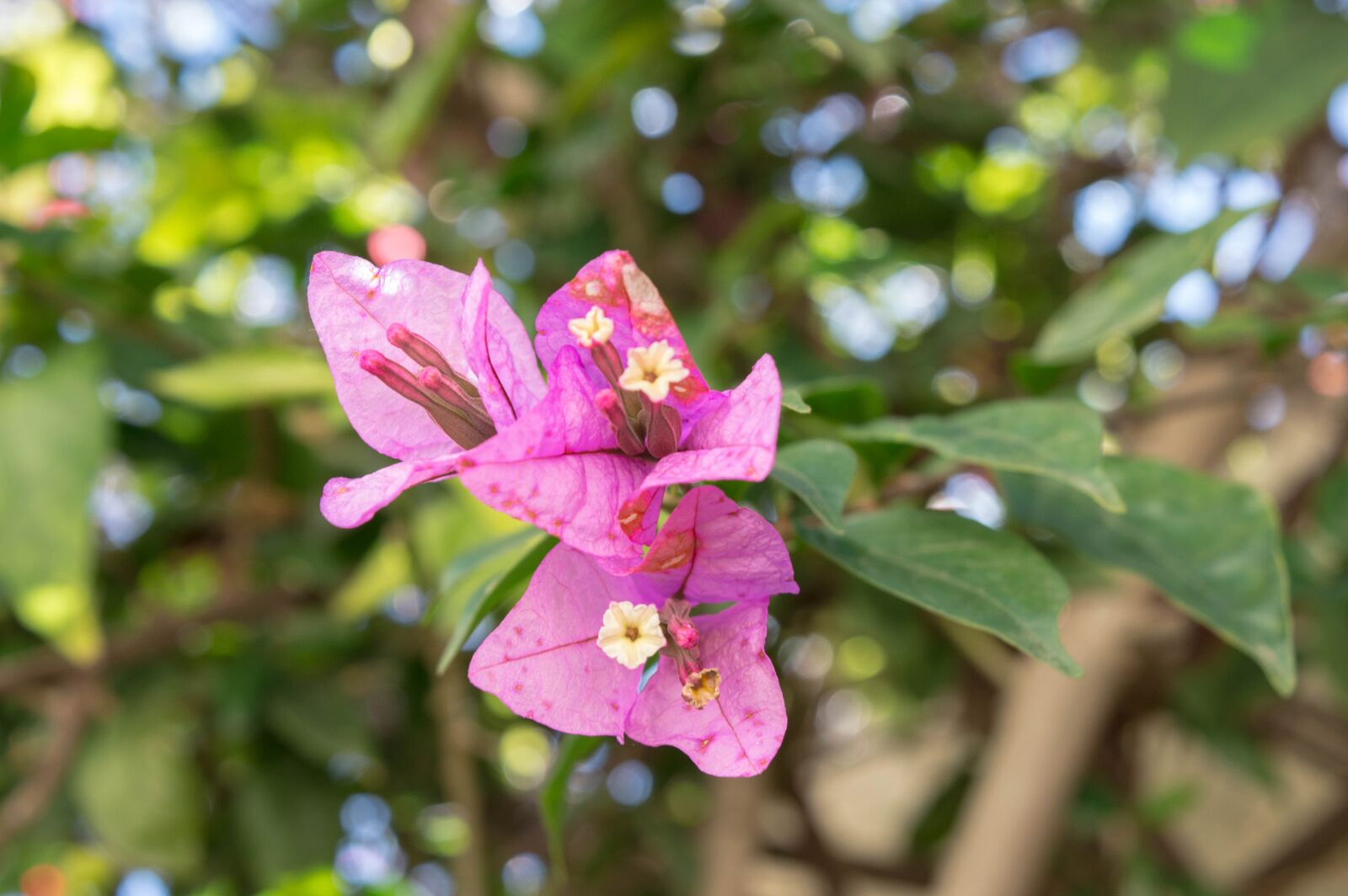 Nikon D3200 sample photo. Green, flower, nature photography