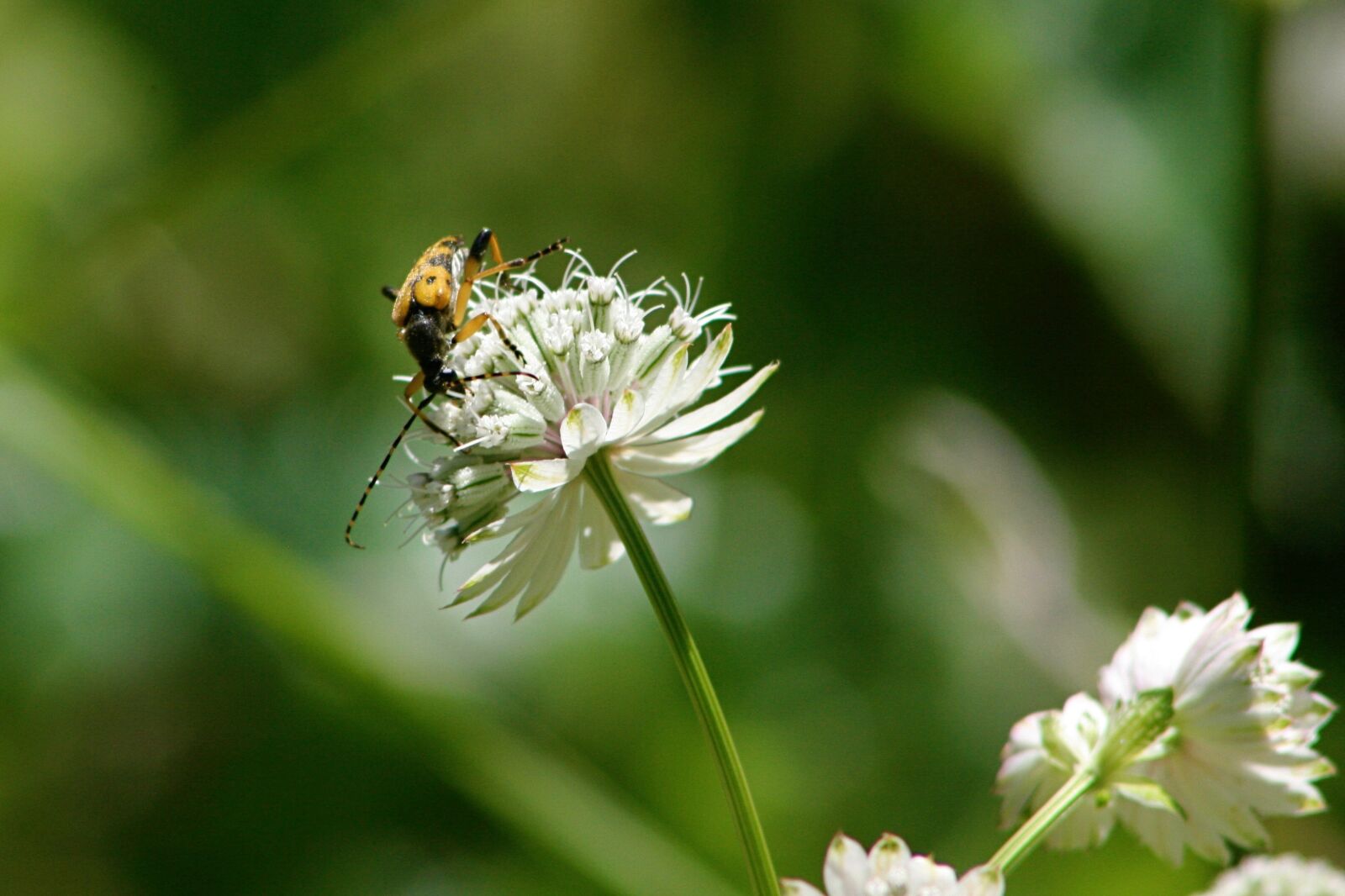 Canon EOS 400D (EOS Digital Rebel XTi / EOS Kiss Digital X) sample photo. Insect, beetle, spotted narrow photography