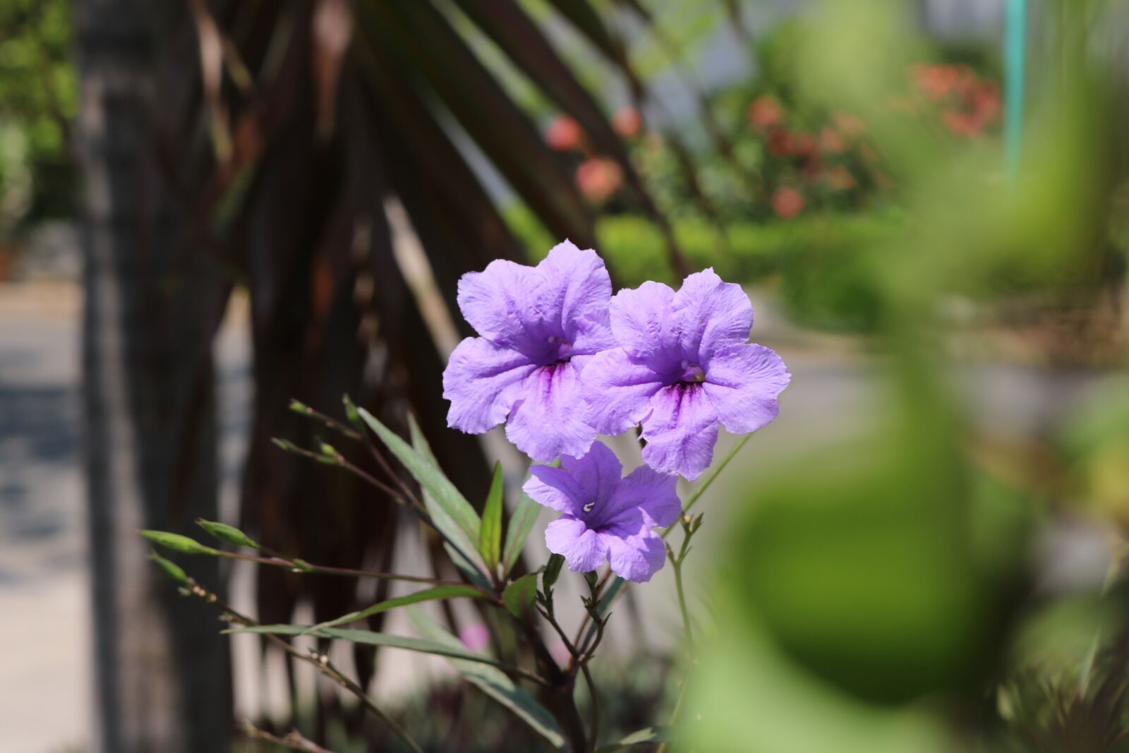 Canon EOS 750D (EOS Rebel T6i / EOS Kiss X8i) + Canon EF-S 18-55mm F3.5-5.6 IS STM sample photo. Flowers, purple flowers, bloom photography