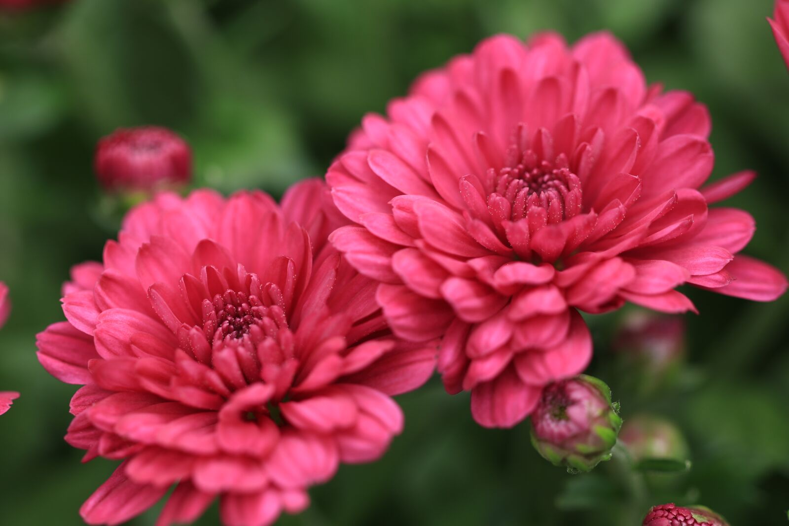 Canon EF 100mm F2.8L Macro IS USM sample photo. Chrysanthemums, chrysanthemum, flowers photography