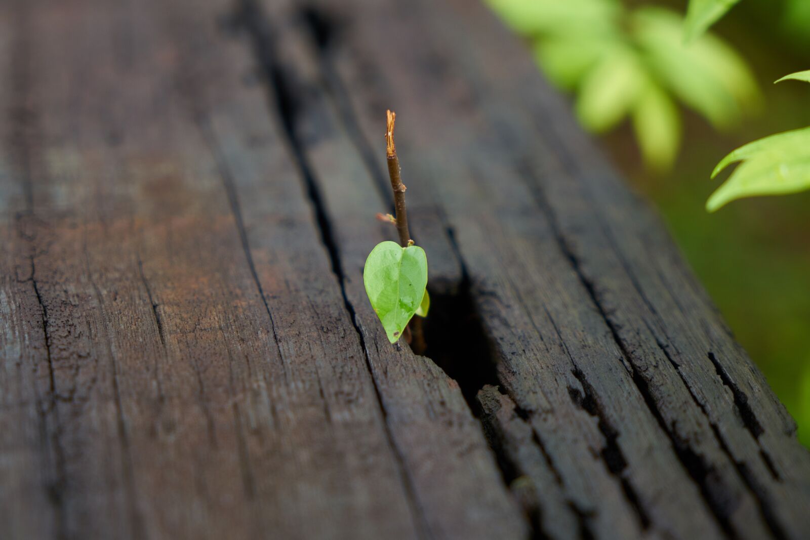 Sony a7R II sample photo. Flower, green, leaves photography