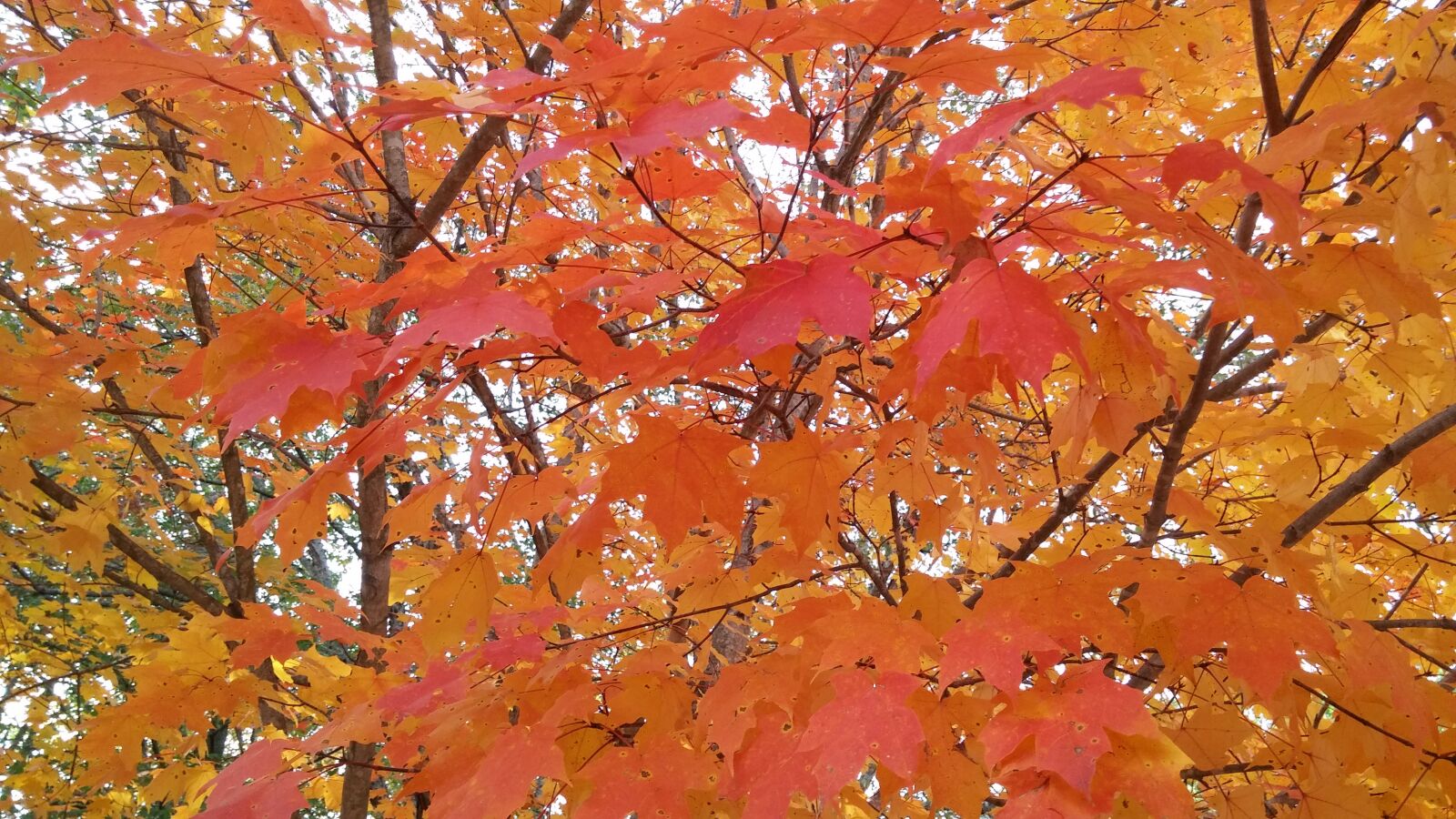 LG G3 sample photo. Fall, leaves, autumn photography