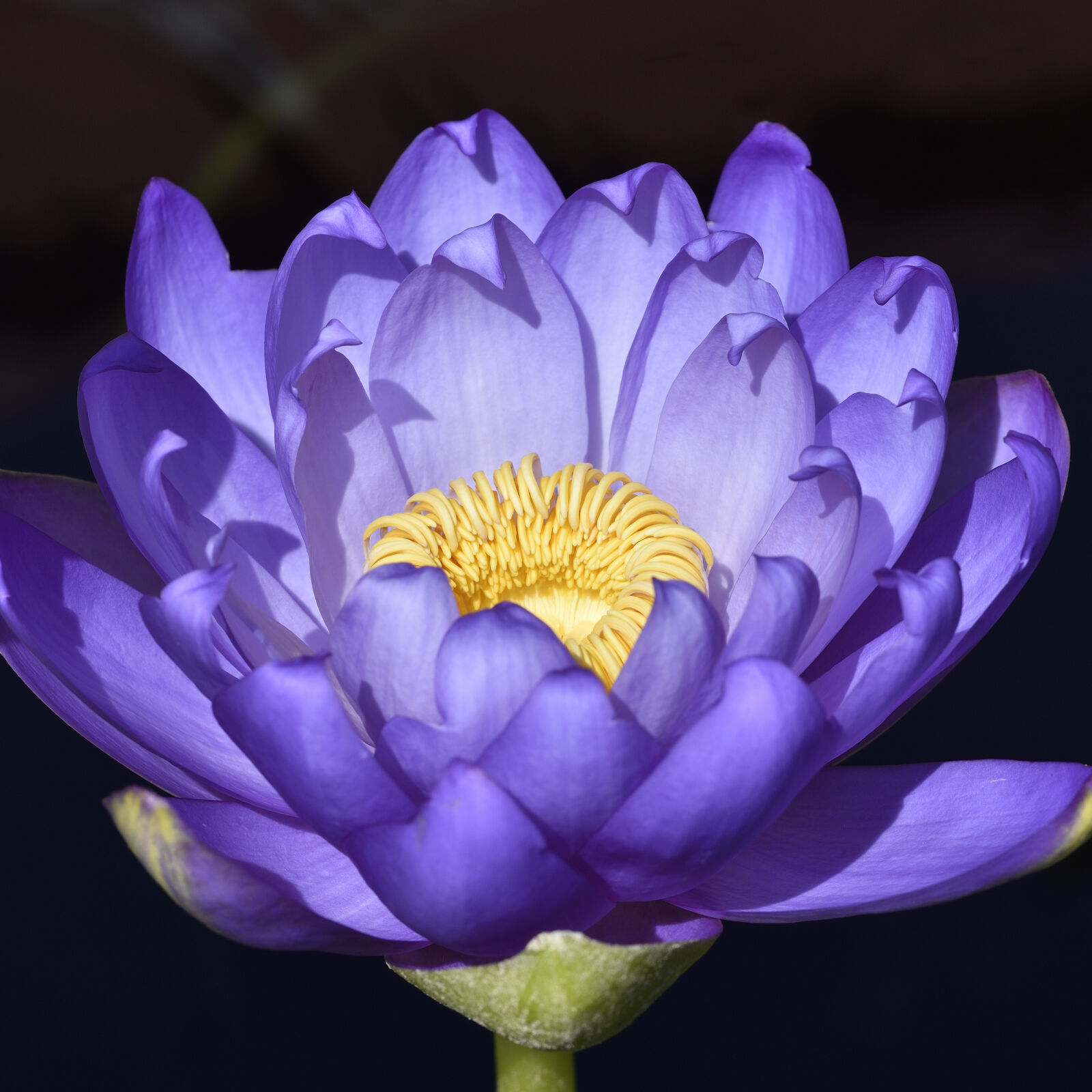 Nikon D750 sample photo. Lotus flower photography