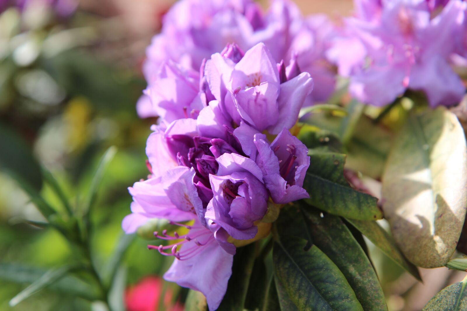 Canon EOS 600D (Rebel EOS T3i / EOS Kiss X5) sample photo. Rhododendron, rhododendron pink, flowering photography