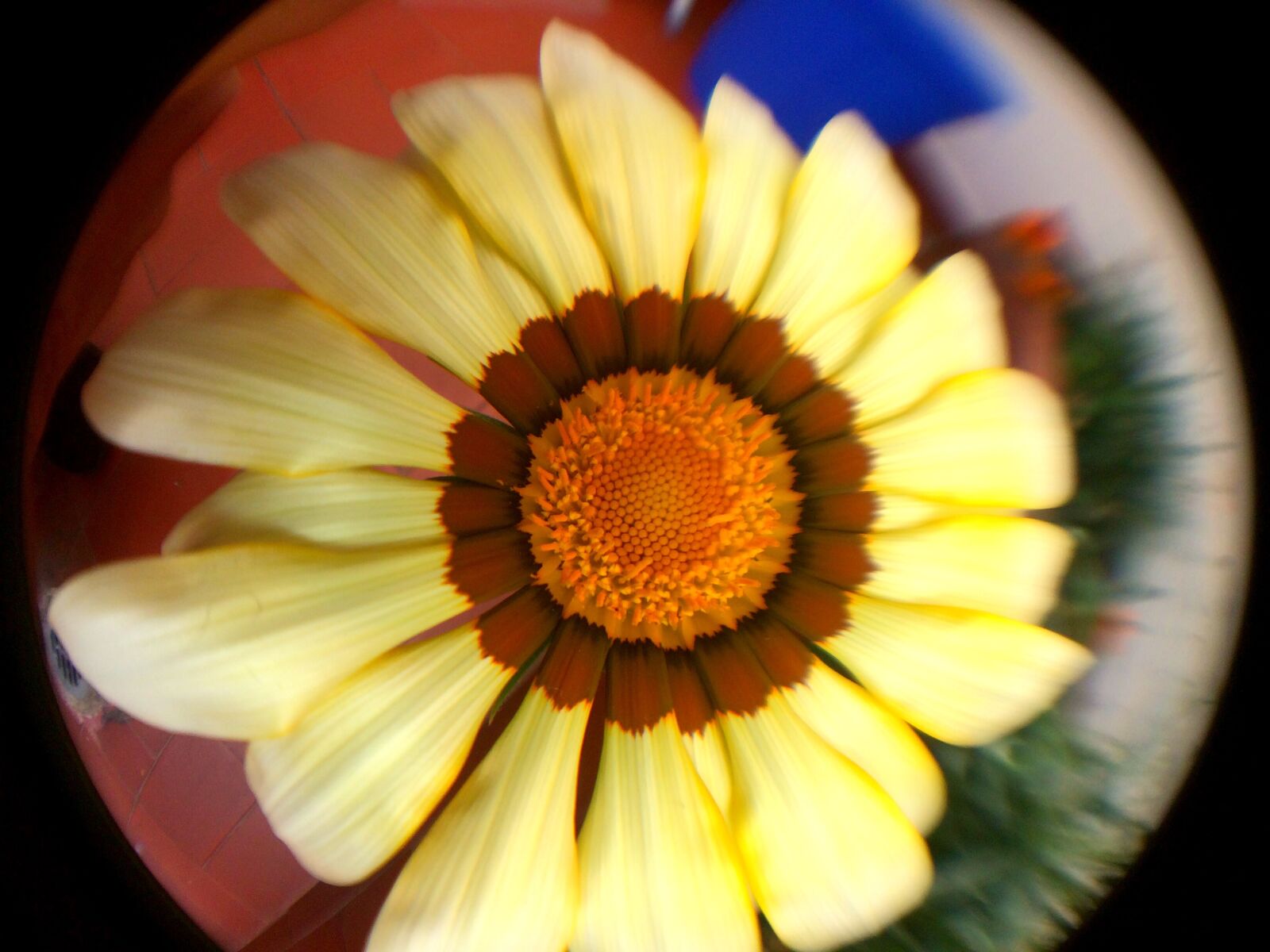 iPhone 5s back camera 4.15mm f/2.2 sample photo. Flor, flower, macro, lens photography