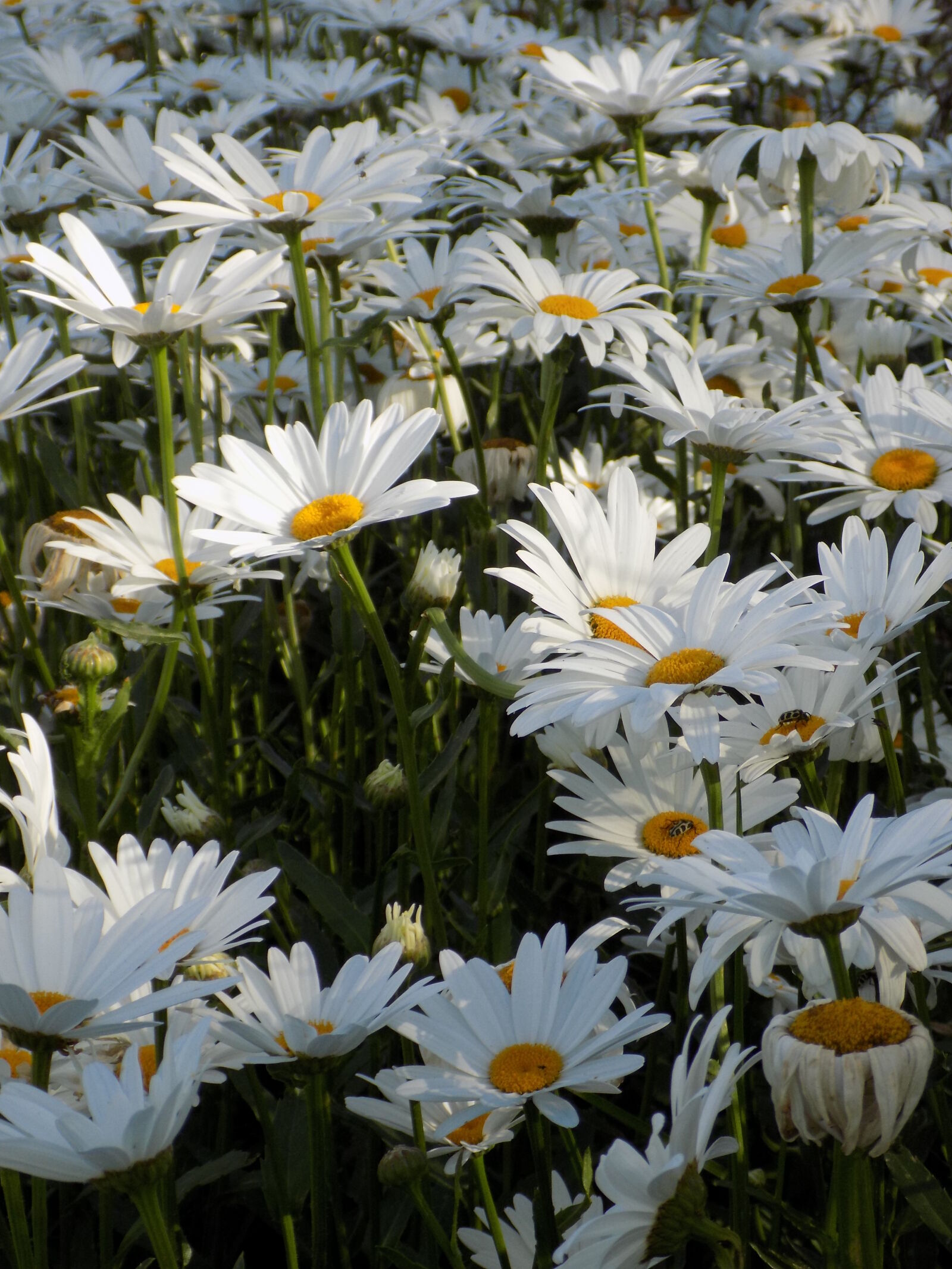 Nikon COOLPIX L340 sample photo. African, daisy, daisies, white photography