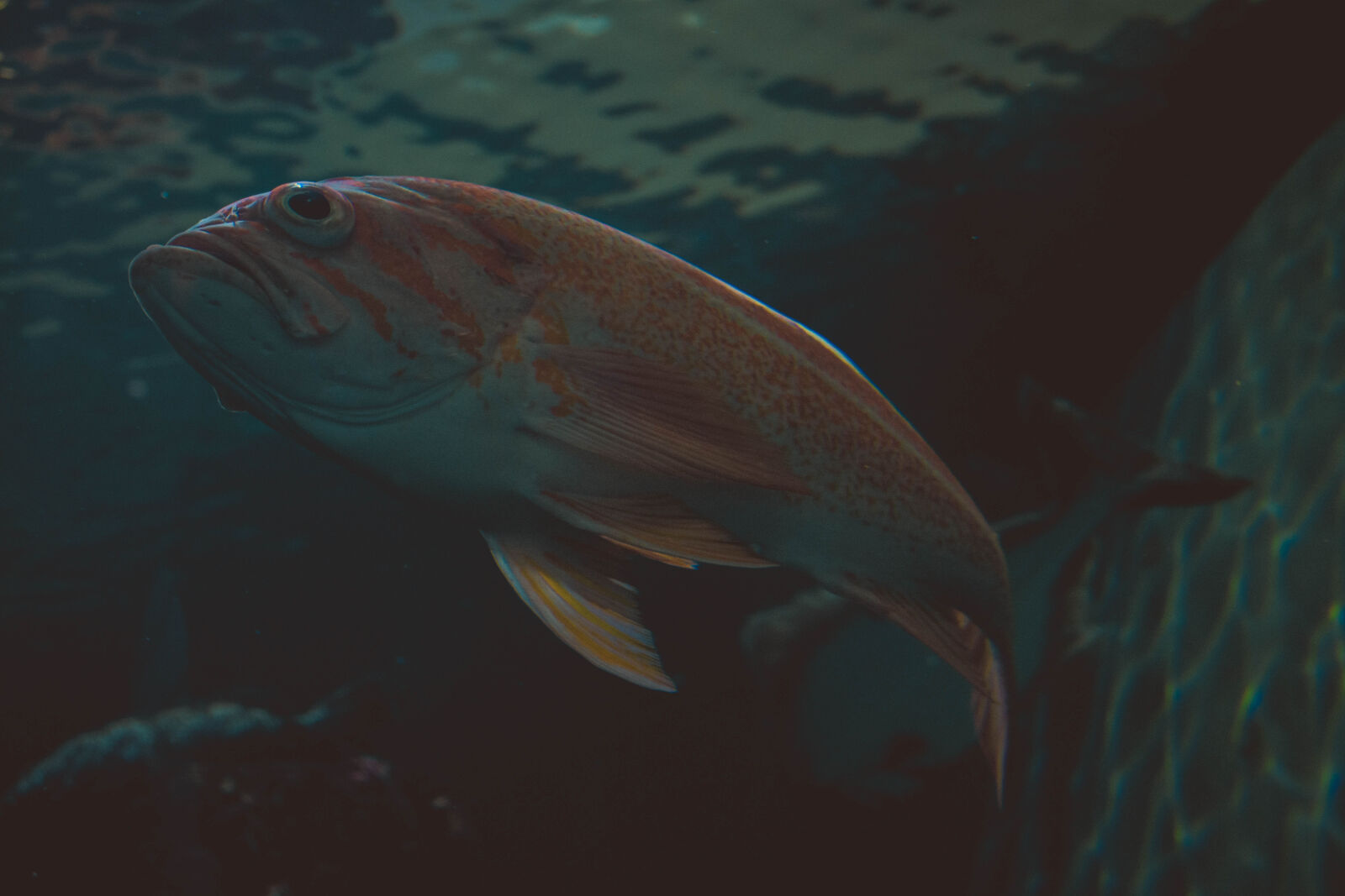 Nikon D5200 sample photo. Animal, fish, swimming, underwater photography
