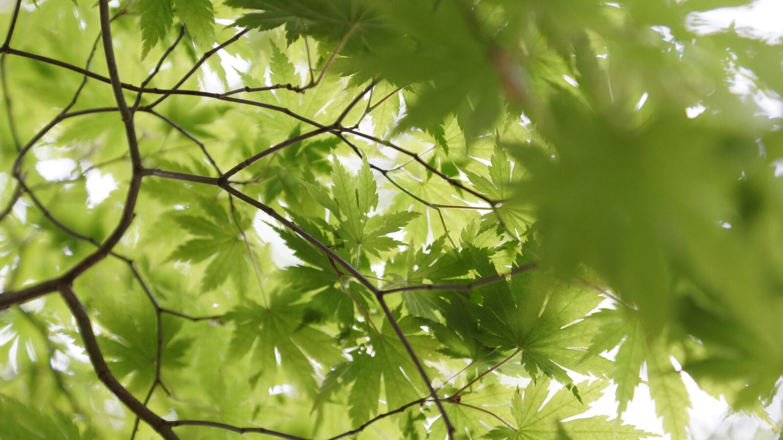 Sony SLT-A77 + Sony DT 16-50mm F2.8 SSM sample photo. Summer, autumn leaves, nature photography