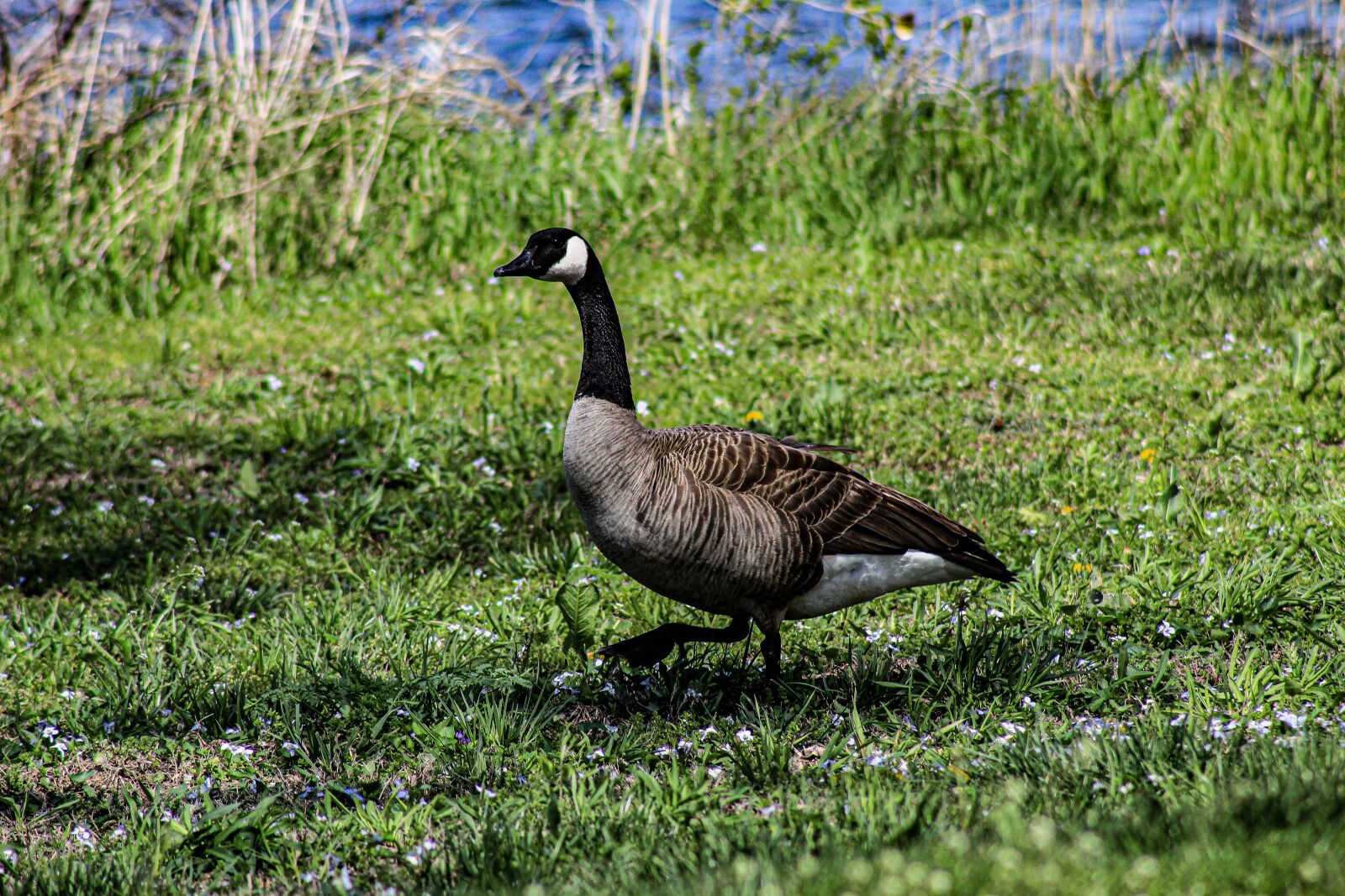 Canon EOS 4000D (EOS Rebel T100 / EOS 3000D) sample photo. Goose, geese, birds photography
